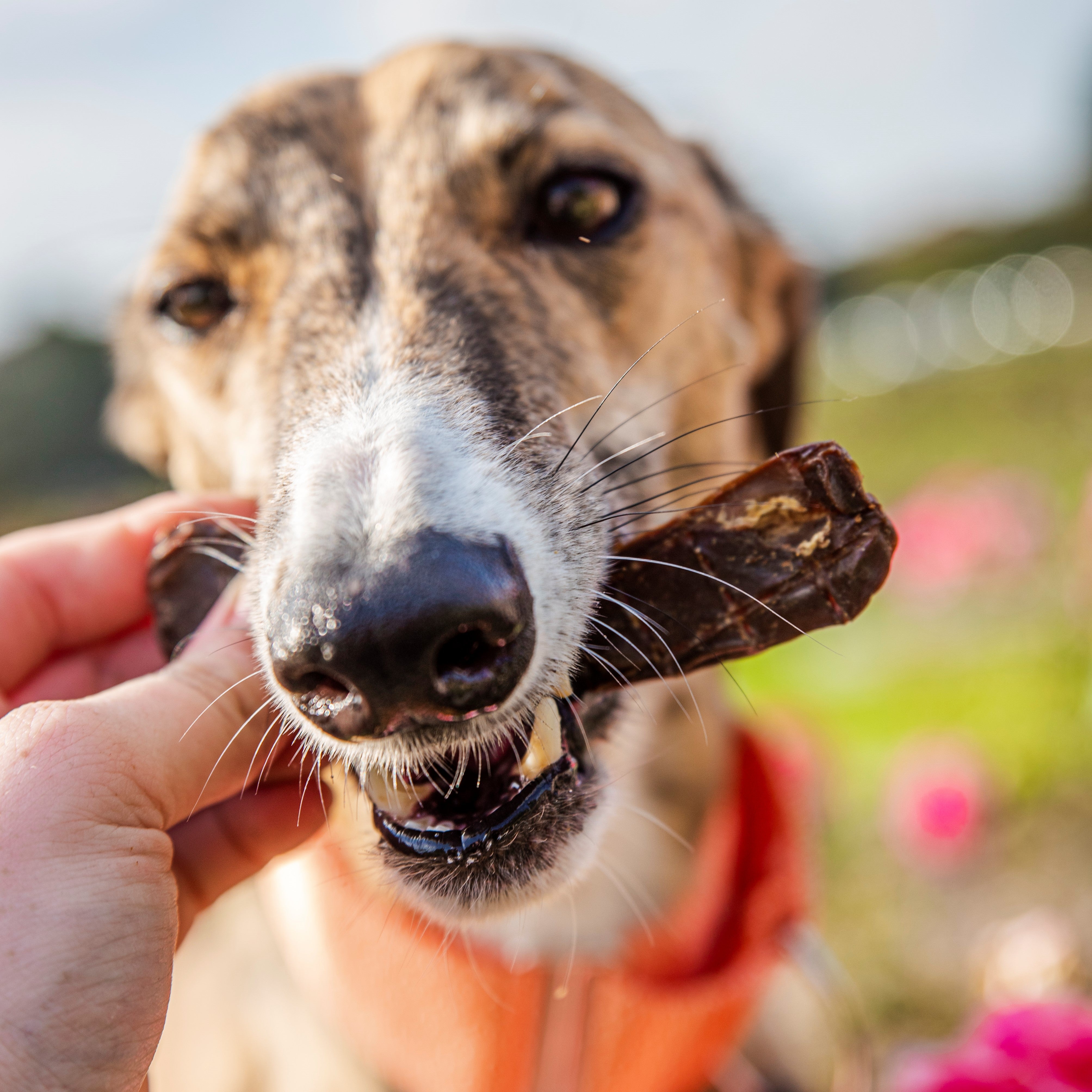 Dog eating natural kangaroo meat dog treat, great high-protein dog food kangaroo meat option.