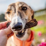 Dog eating natural kangaroo meat dog treat, great high-protein dog food kangaroo meat option.