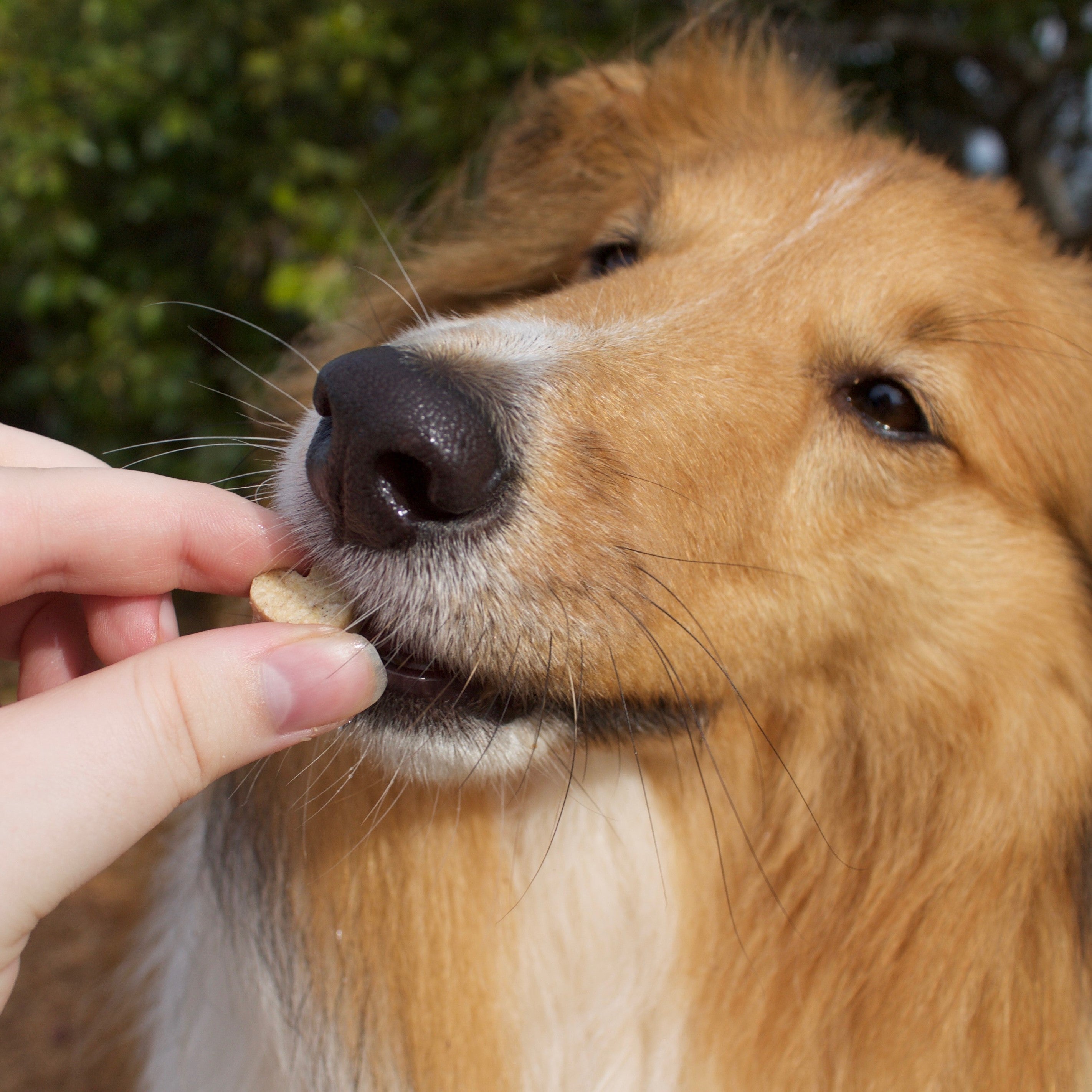 Dog eating peanut butter and banana dog cookies during outdoor training.