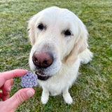 Dog enjoying Blueberry Frostbite Baked Cookie dog treat made with real blueberries and oats.