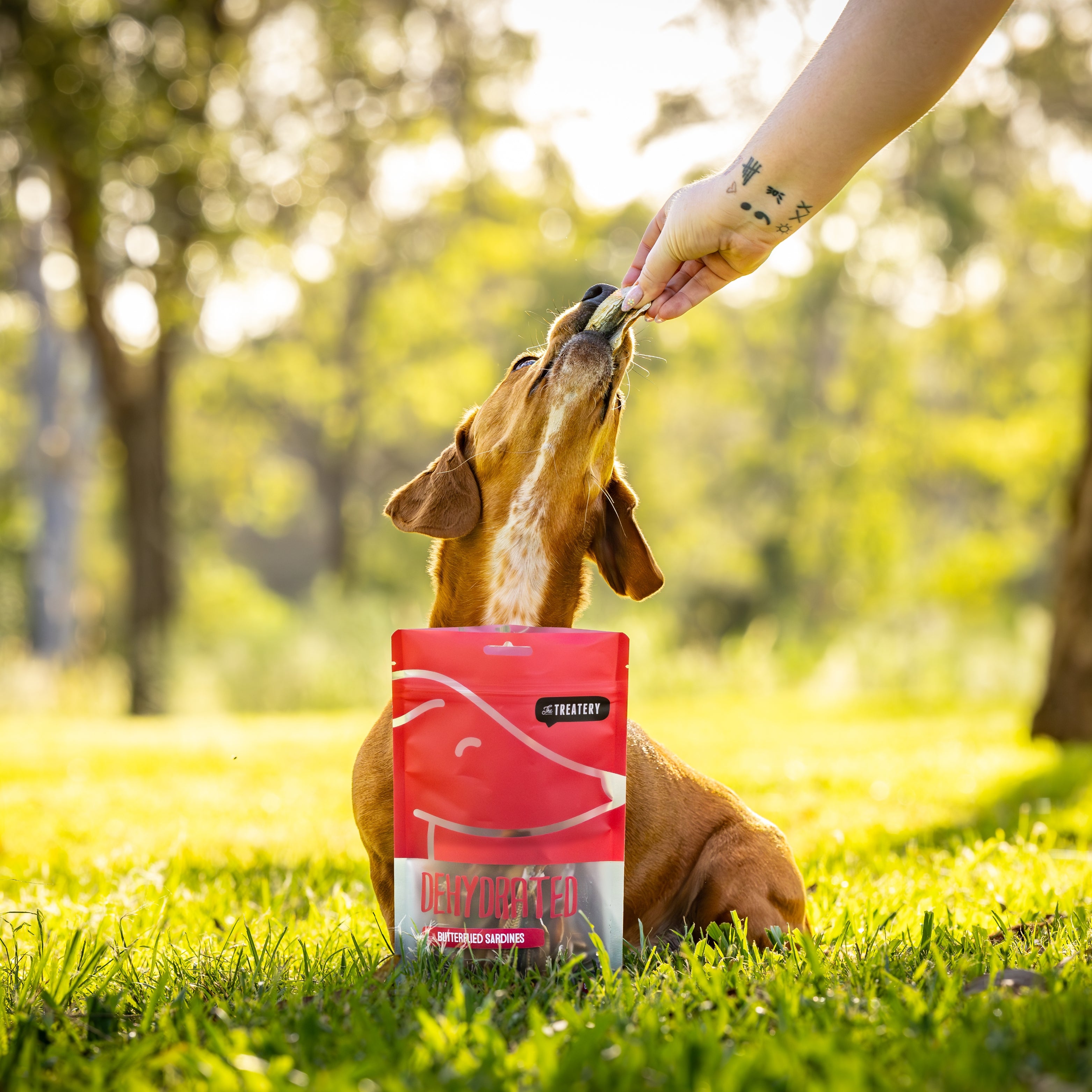 Dog enjoying Butterflied Sardines single protein fish treat from The Treatery red pack.