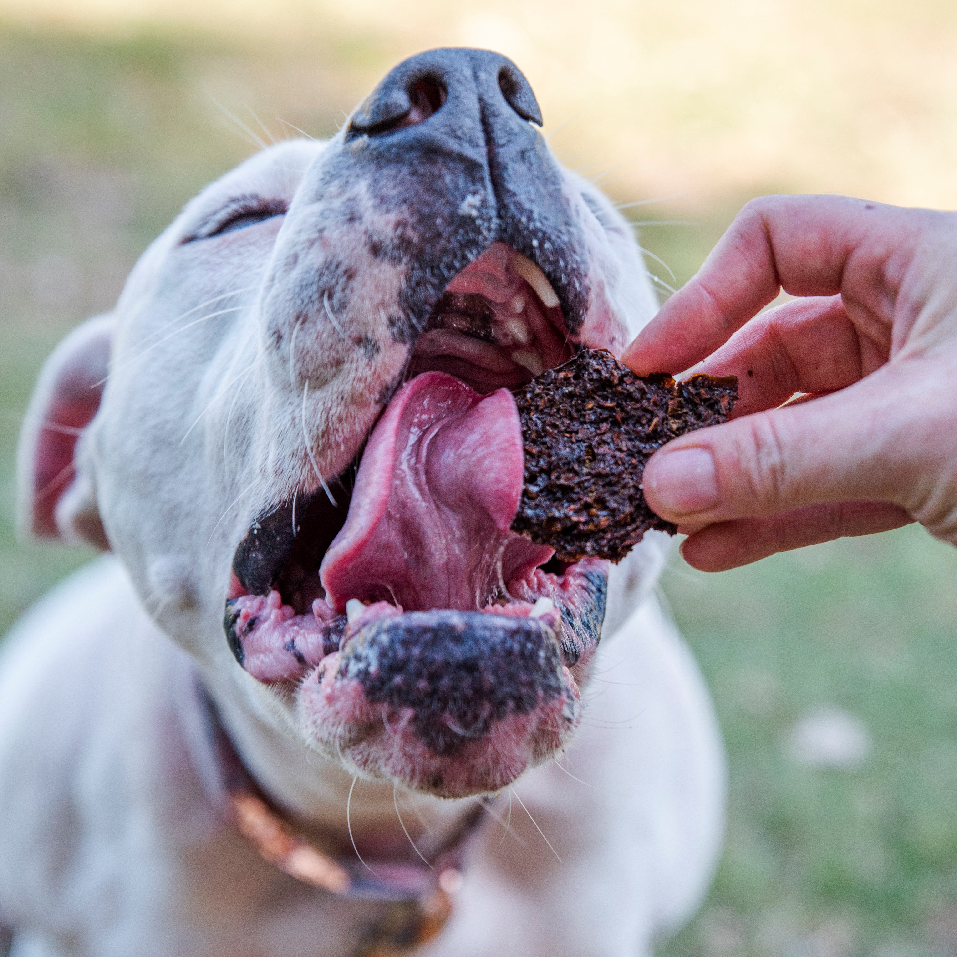 Dog enjoying Liver, Carrot & Ginger Thins, nutritious dog treat with liver and carrot.