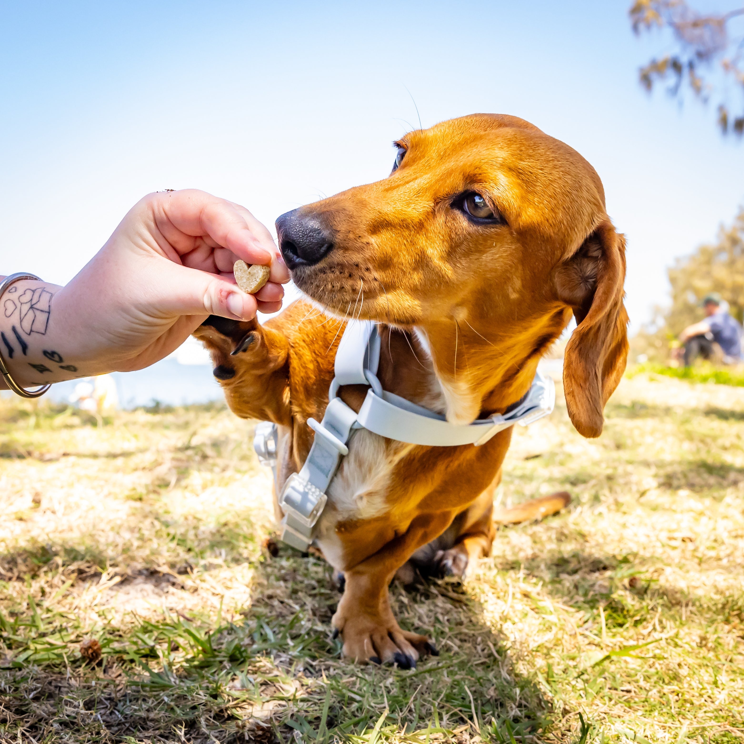 Dog enjoying apple and cinnamon dog biscuits, natural cinnamon dog treats for training.