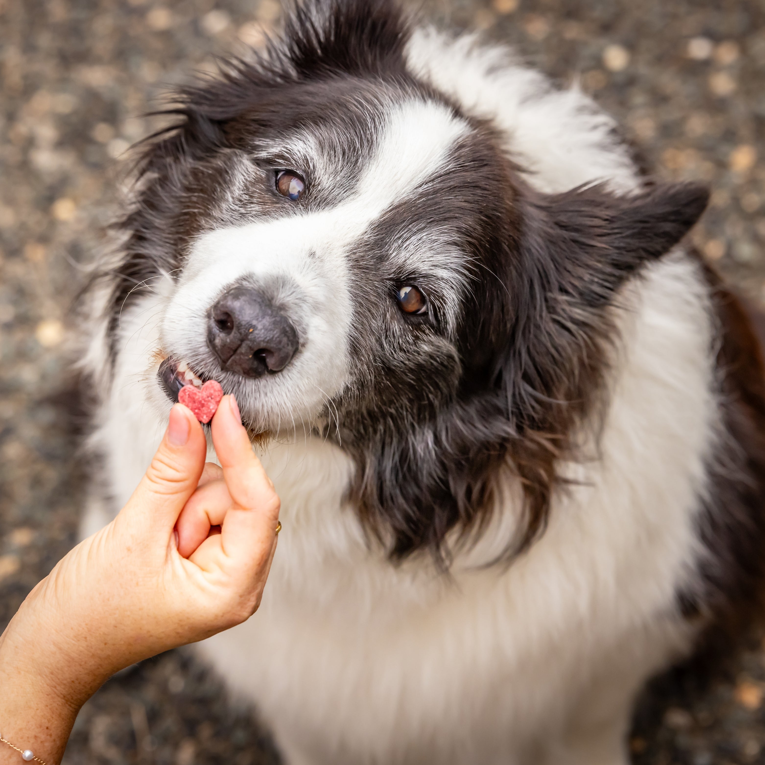 Dog enjoying beetroot biscuits for dogs during snack time.