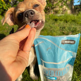 Dog enjoying chia seed dog treats outdoors beside The Treatery Baked Cookies bag.
