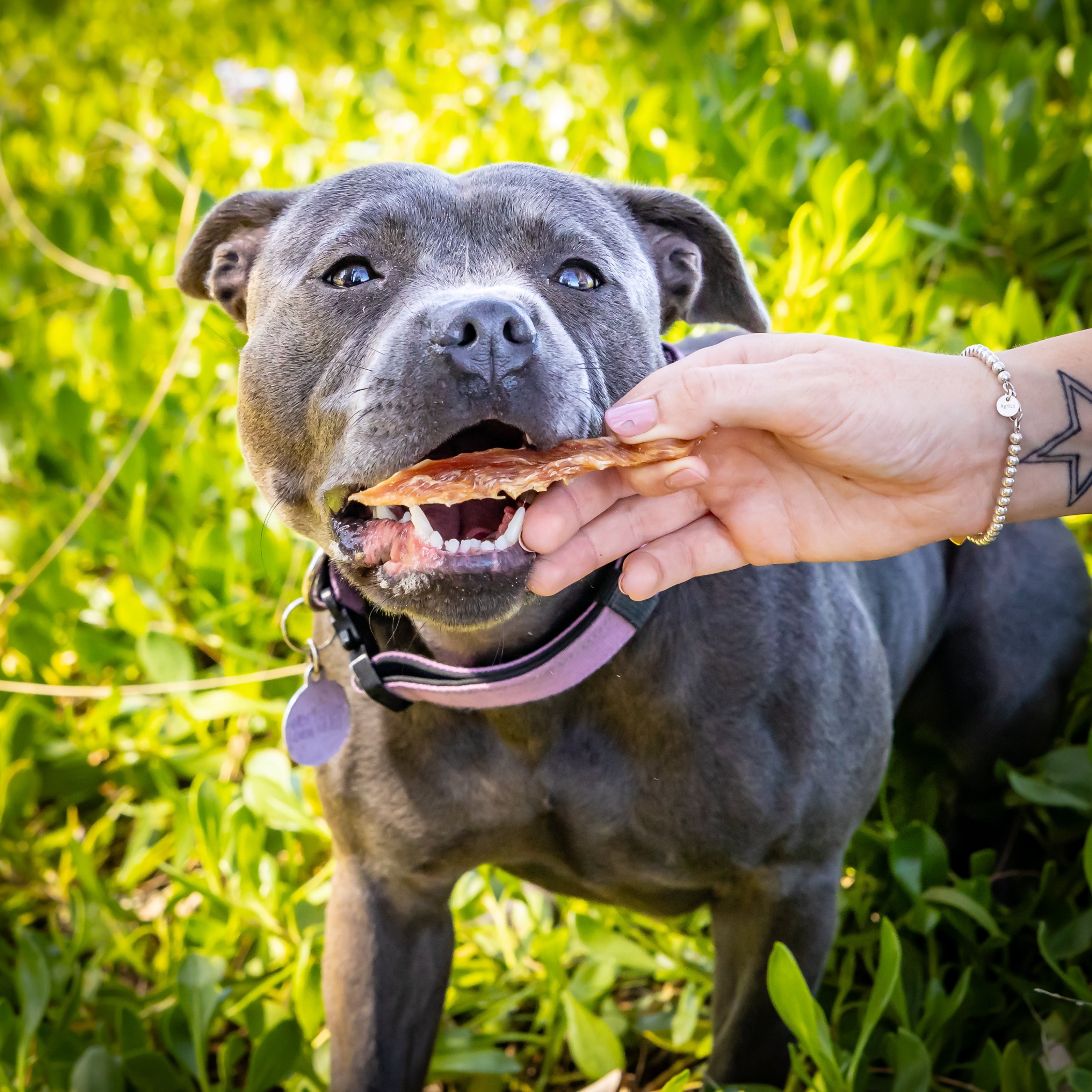 Dog enjoying crocodile dog treats outdoors healthy protein rich dehydrated crocodile jerky strips