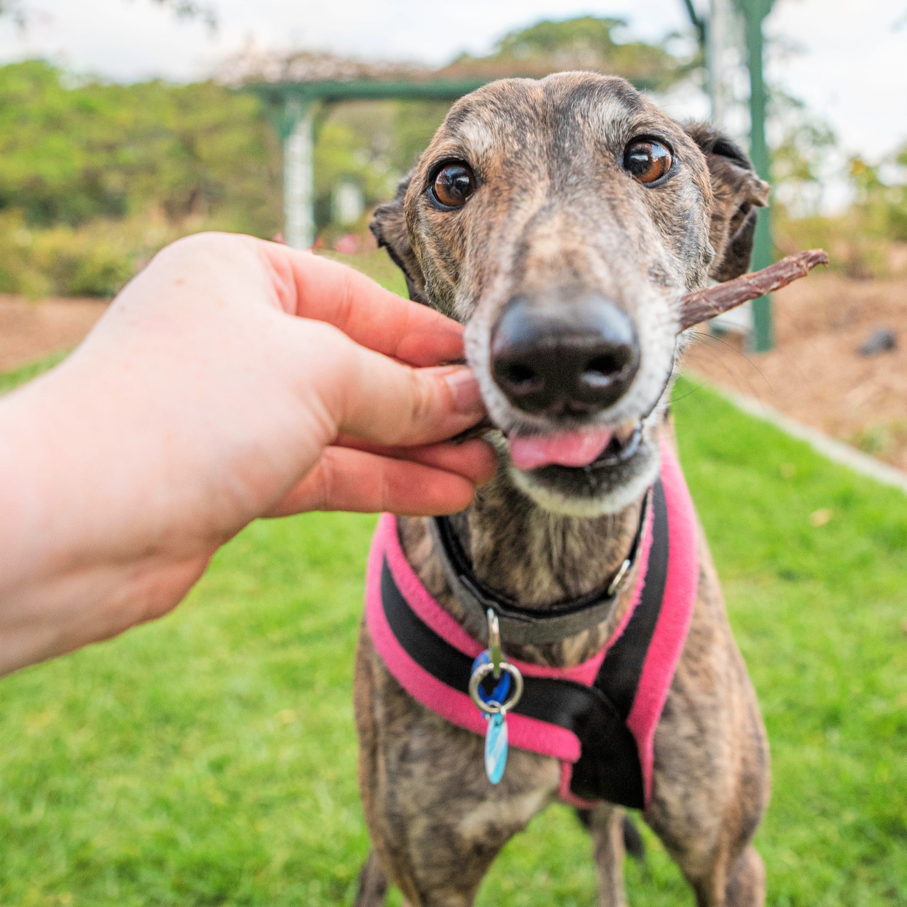 Dog enjoying dehydrated chicken strips for dogs outdoors during training.