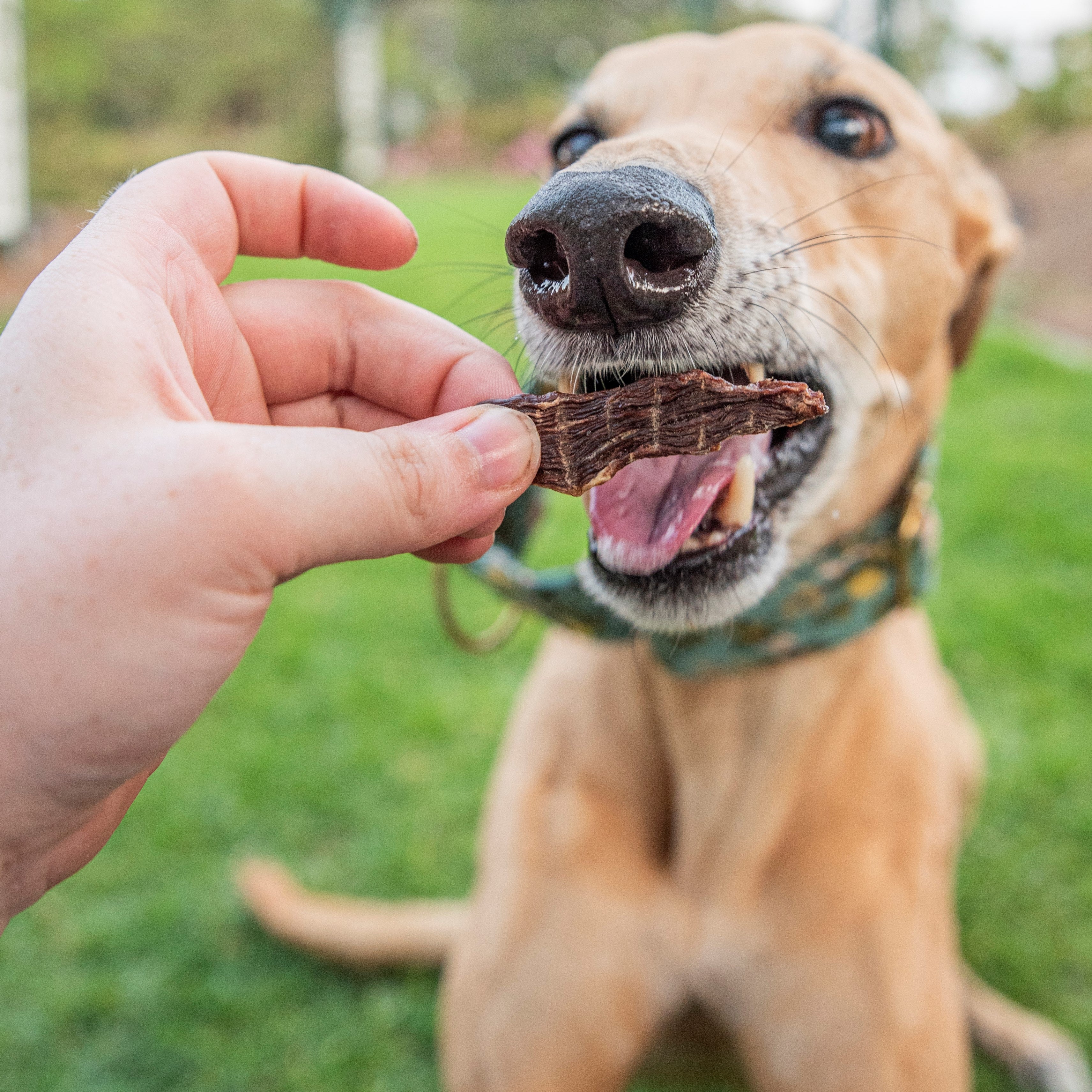 Dog enjoying dehydrated kangaroo meat dog food, healthy protein-rich treat for dogs.