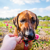Dog enjoying natural turkey treats for dogs, tasty and healthy dog turkey treats in the garden.