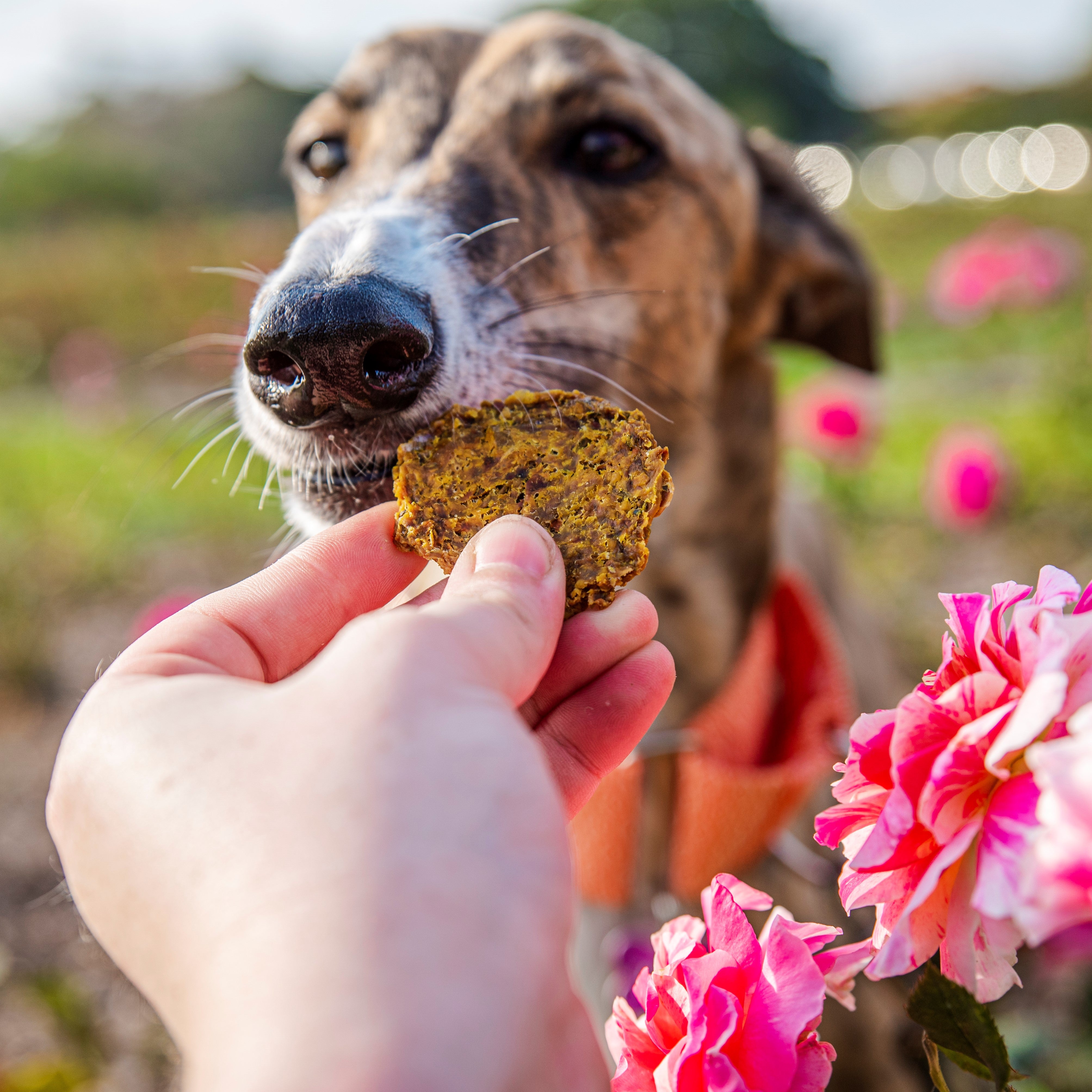 Dog enjoying parsley treats for dogs in a flower garden.