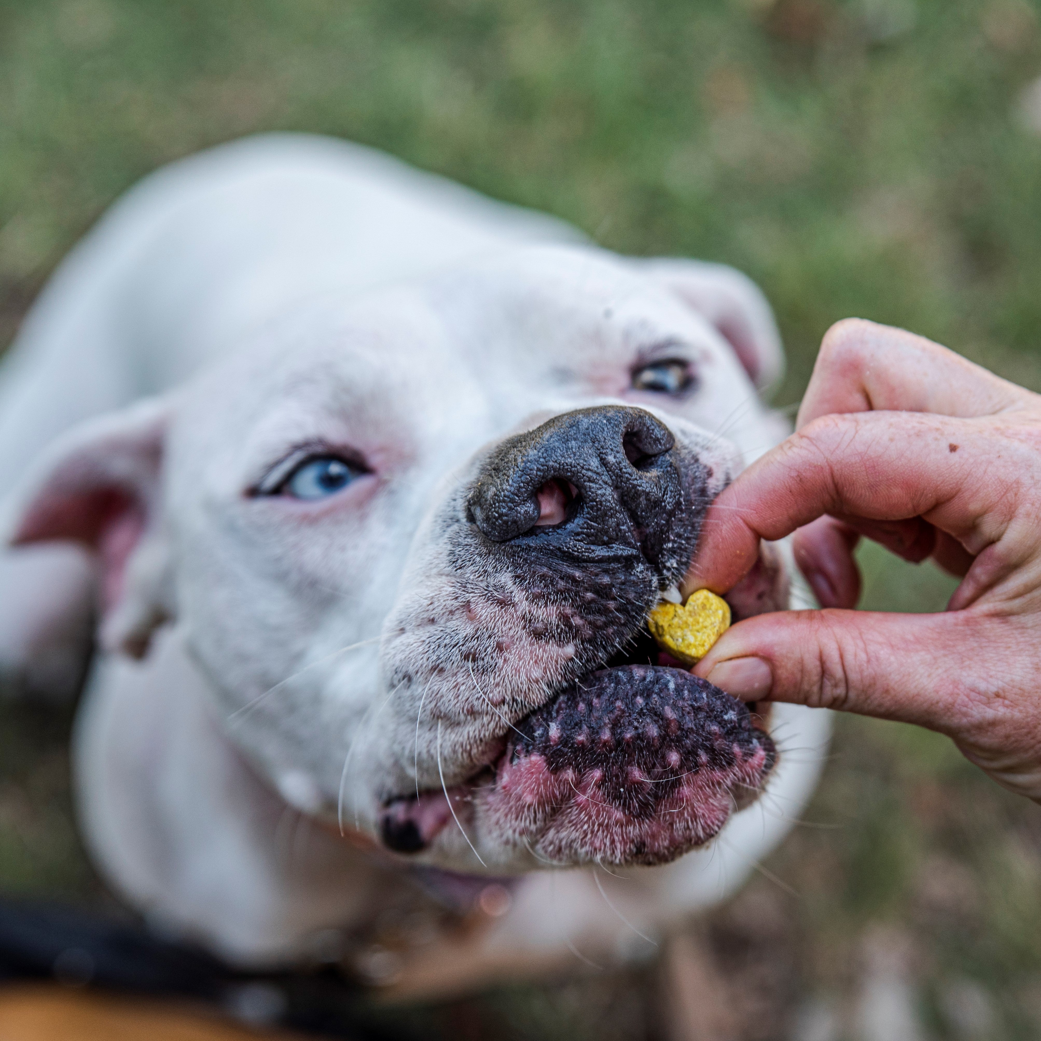 Dog enjoying pumpkin treats for dogs, natural dog treats made with pumpkin.