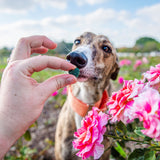 Dog enjoying spirulina dog treats shaped like hearts among flowers.
