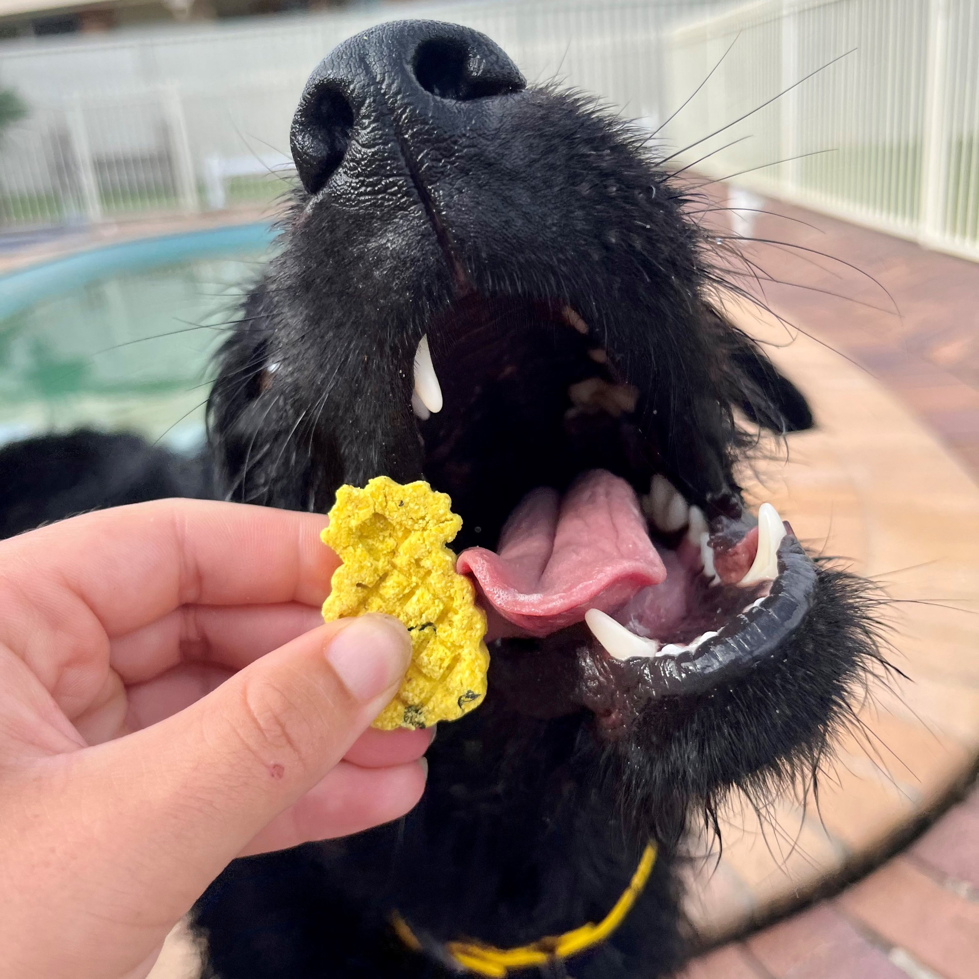 Dog enjoying summer dog treats by the pool, tasty frozen dog treats for summer fun.