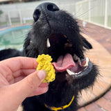 Dog enjoying summer dog treats by the pool, tasty frozen dog treats for summer fun.