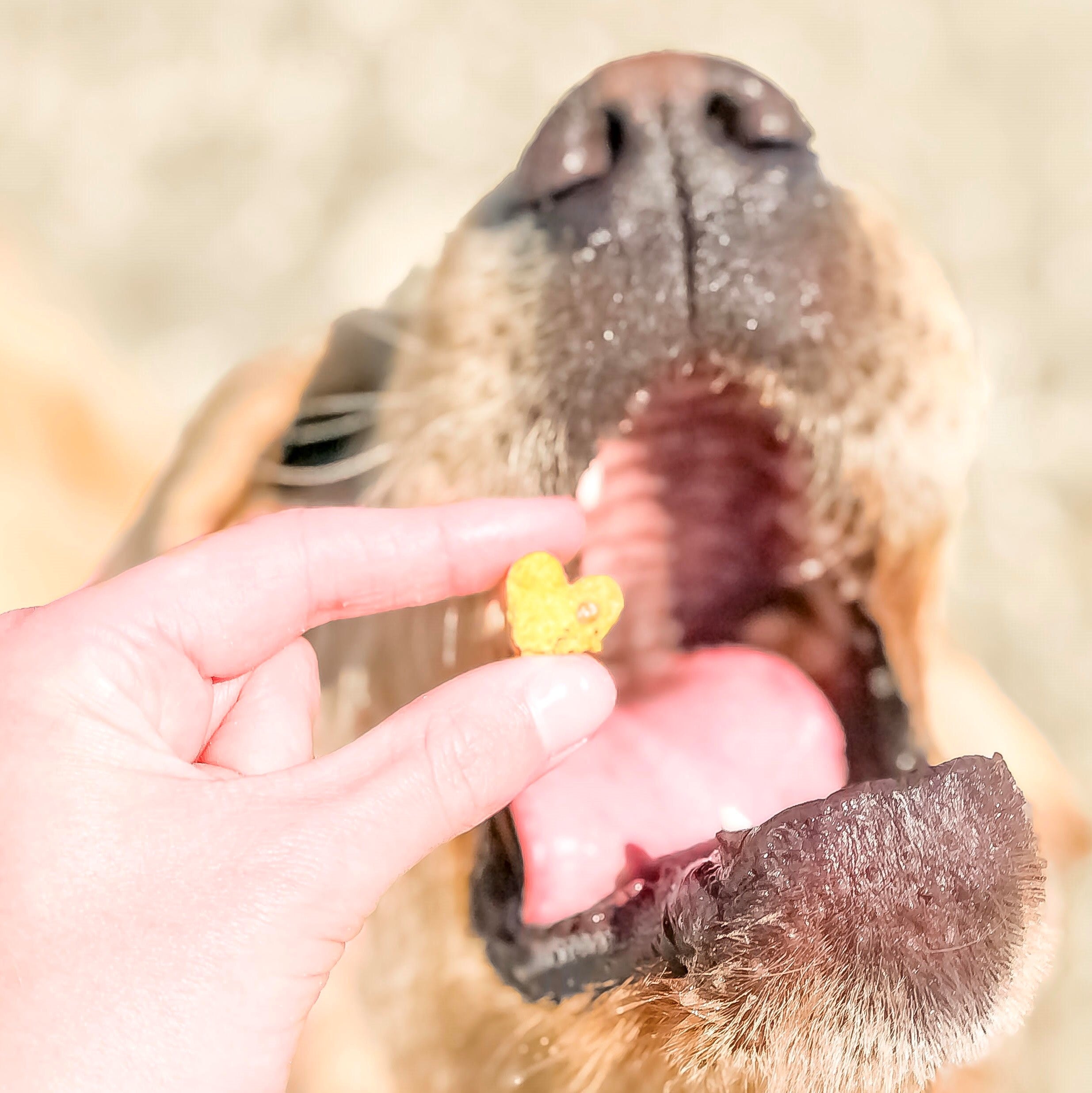 Dog enjoying sweet potato cookies for dogs shaped like hearts.