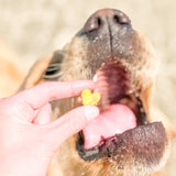 Dog enjoying sweet potato cookies for dogs shaped like hearts.