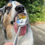 Dog enjoying turmeric peanut butter for dogs from a spoon outdoors