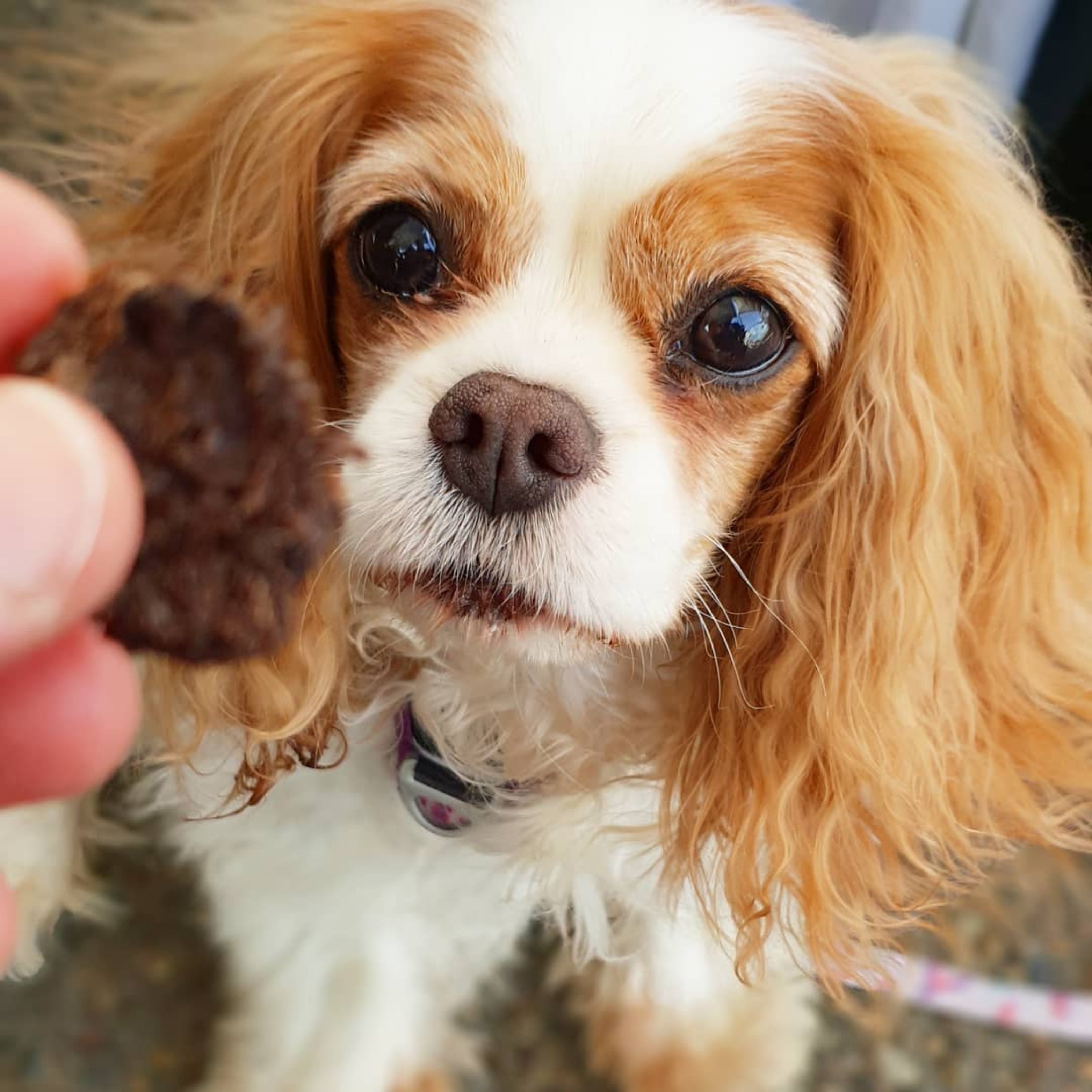 Dog excited for kangaroo and sweet potato dog food treat snack.