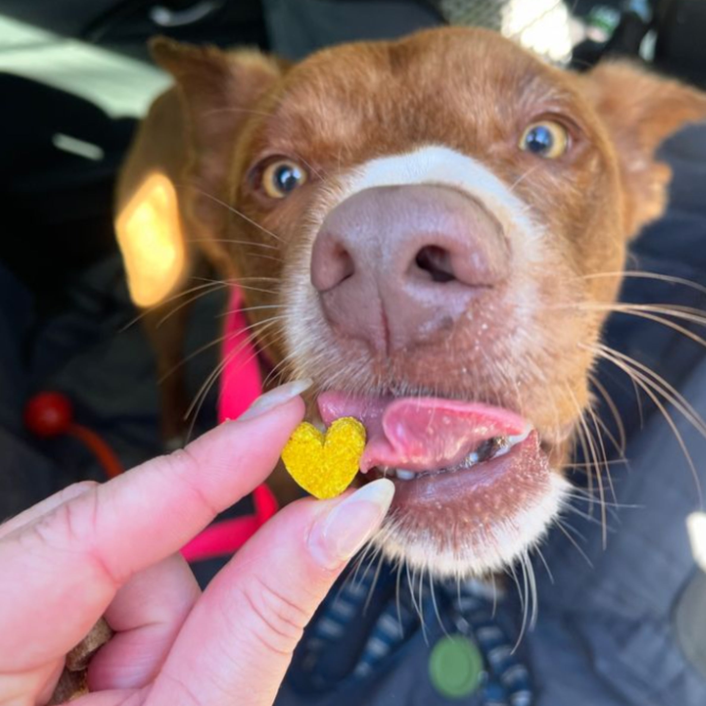 Dog excited for turmeric cookies for dogs from The Treatery.