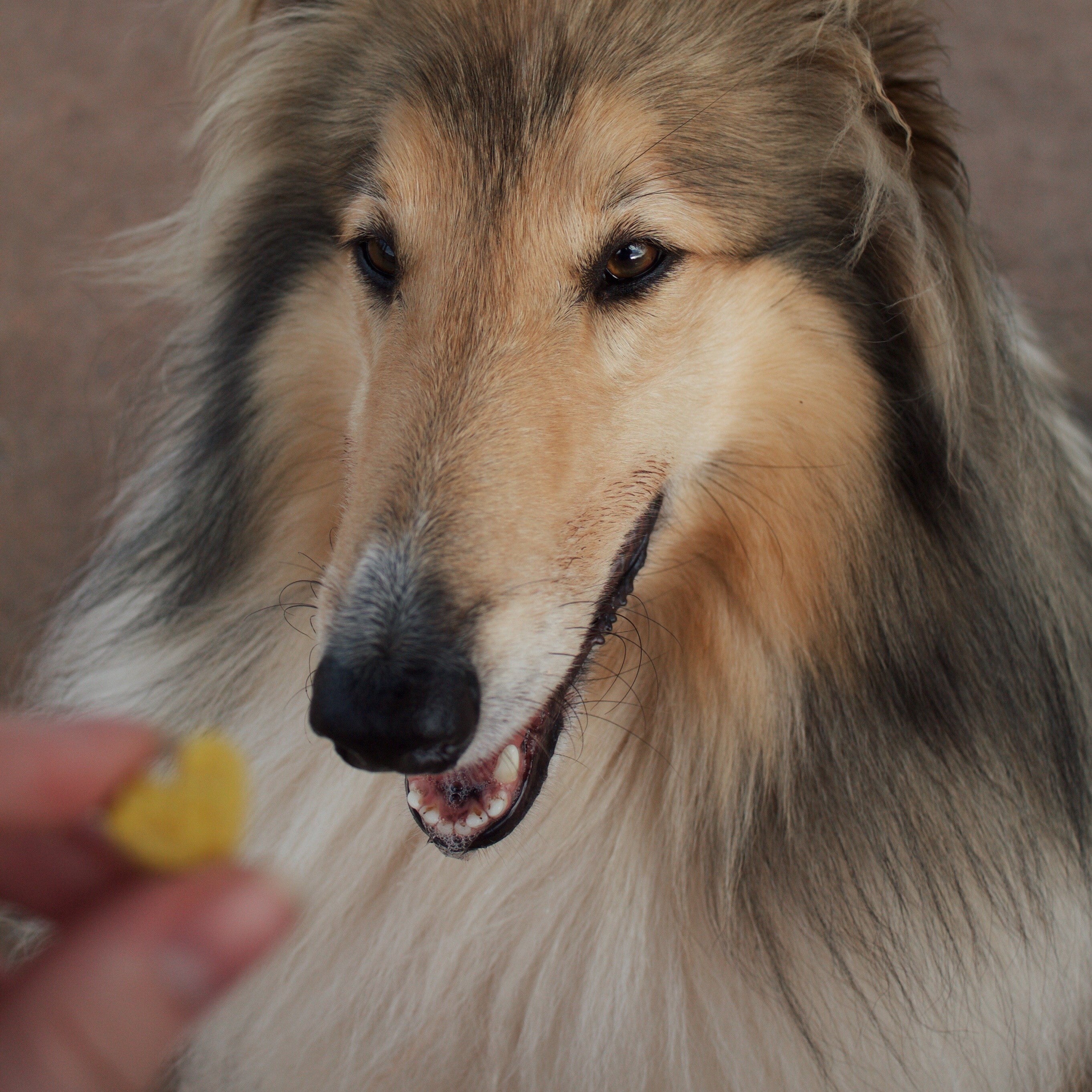 Dog eyeing pumpkin dog treats, healthy homemade pumpkin treats for dogs.