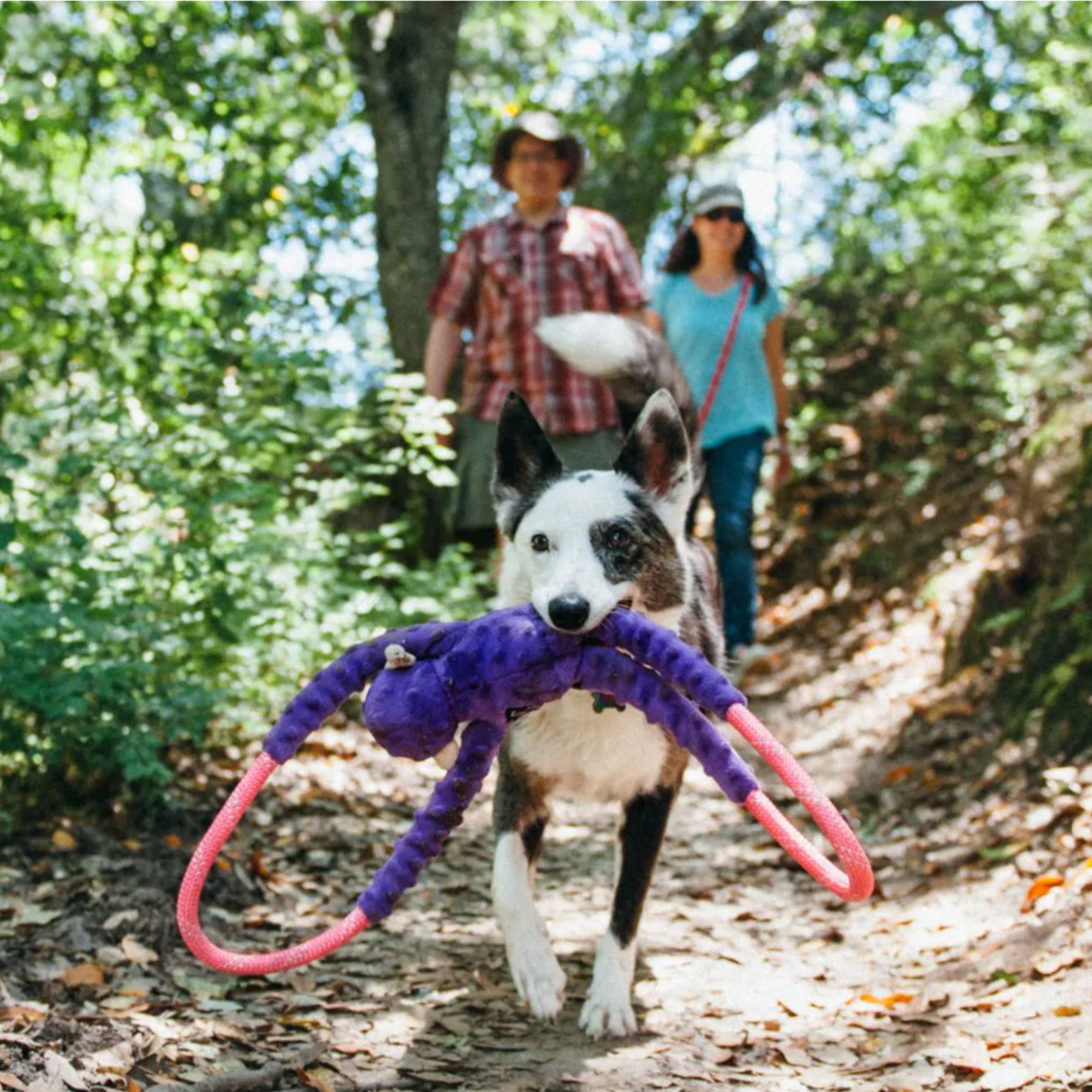 Dog hiking with Zippy Paws RopeTugz Purple Monkey tough plush dog toy with rope handles.