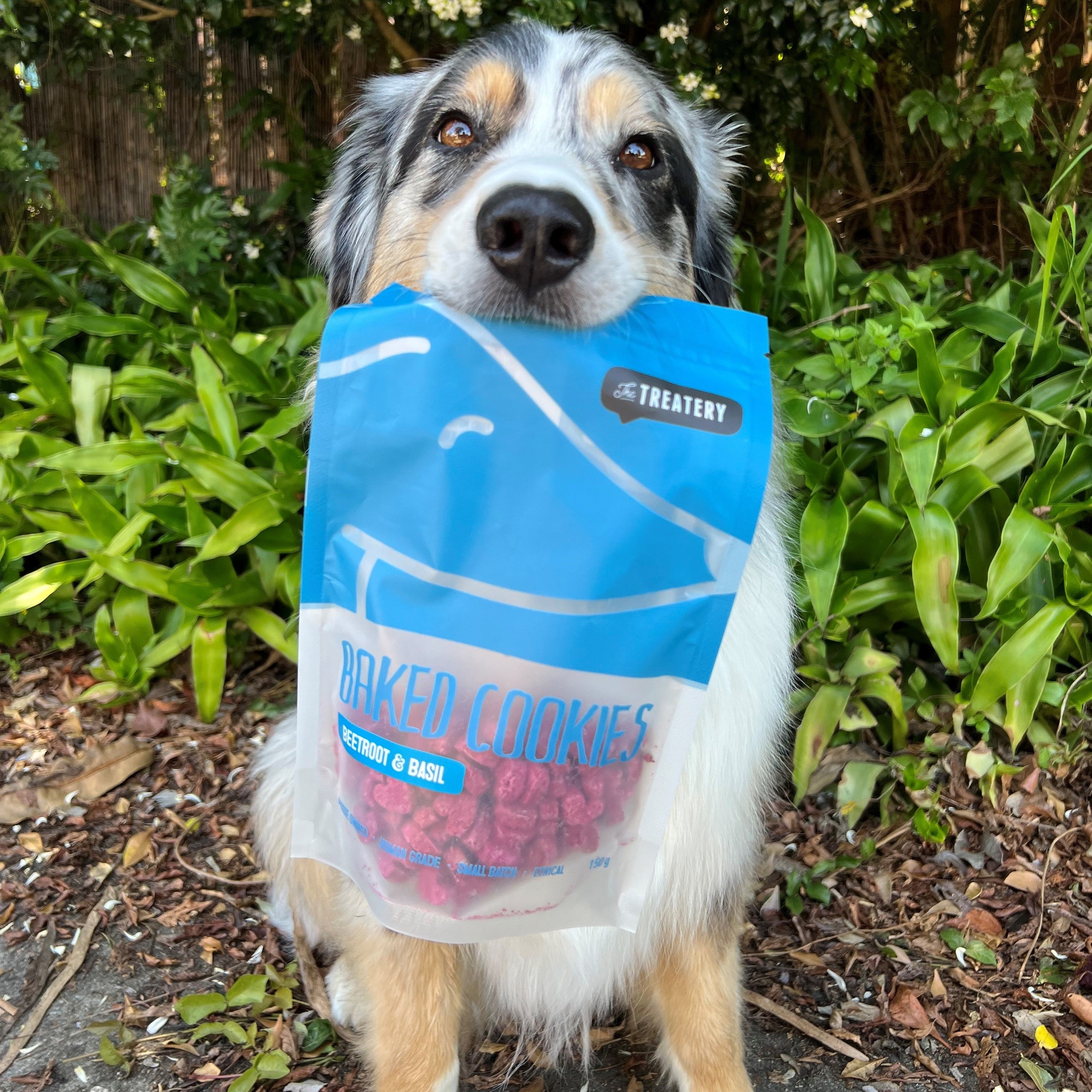 Dog holding Beetroot & Basil Baked Cookie pack of beet & basil dog treats.