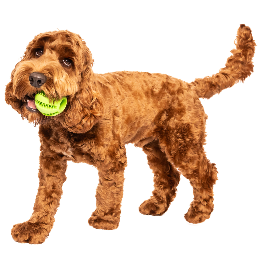 Dog holding green dog toy treat ball in mouth interactive treat ball dog toy for active play