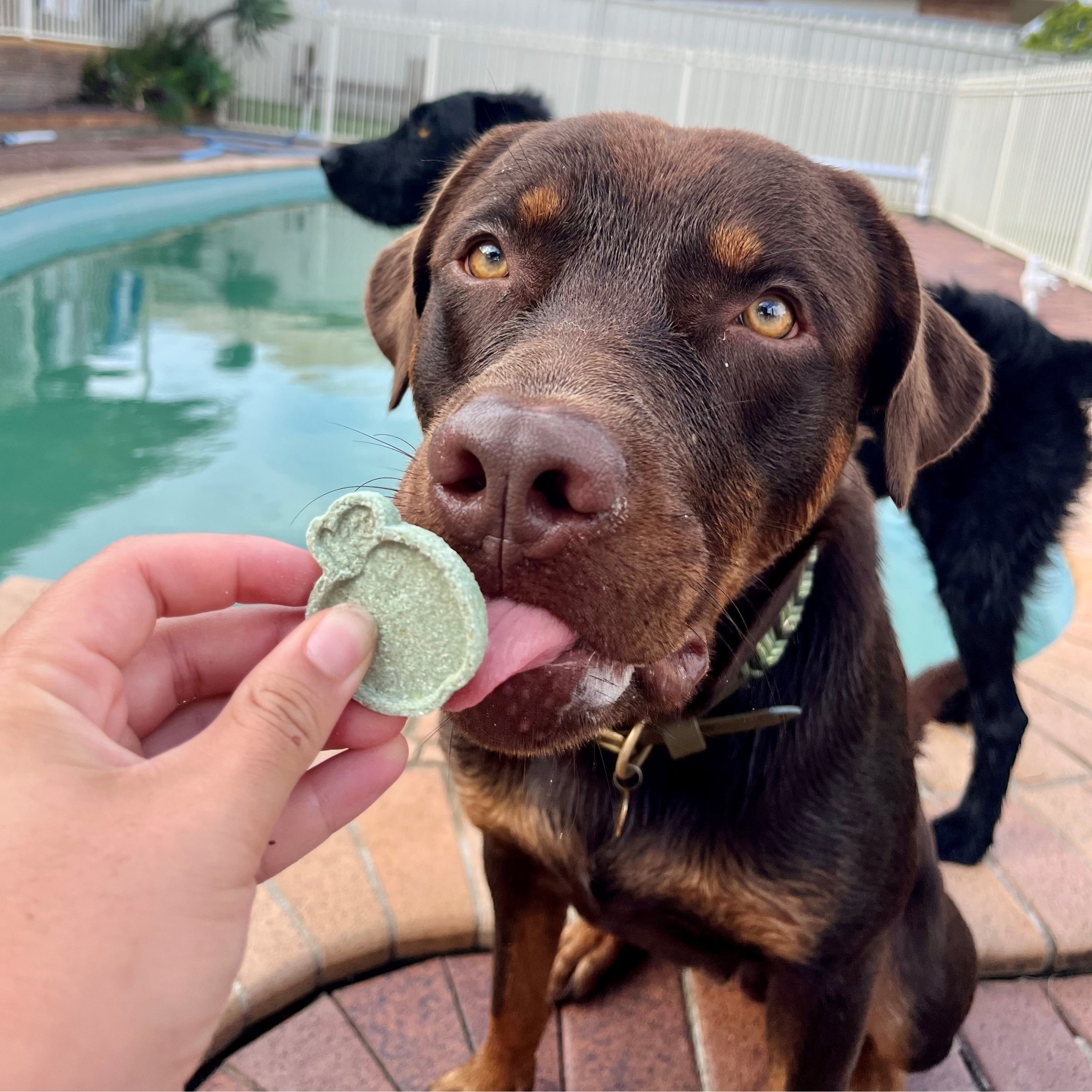 Dog licking green baked cookie, natural summer treats for dogs.