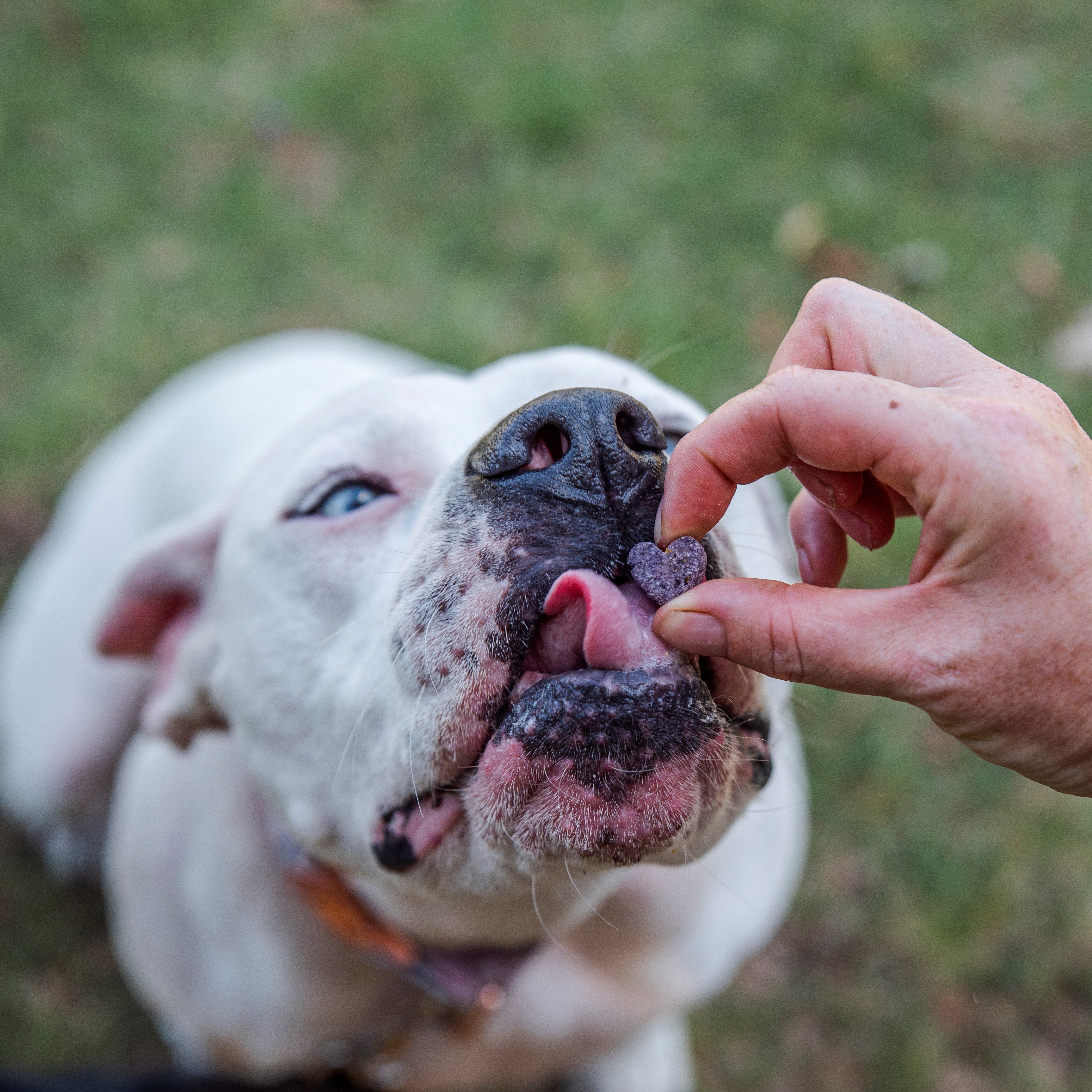 Dog licking heart-shaped blueberry chia treat during training outdoors.