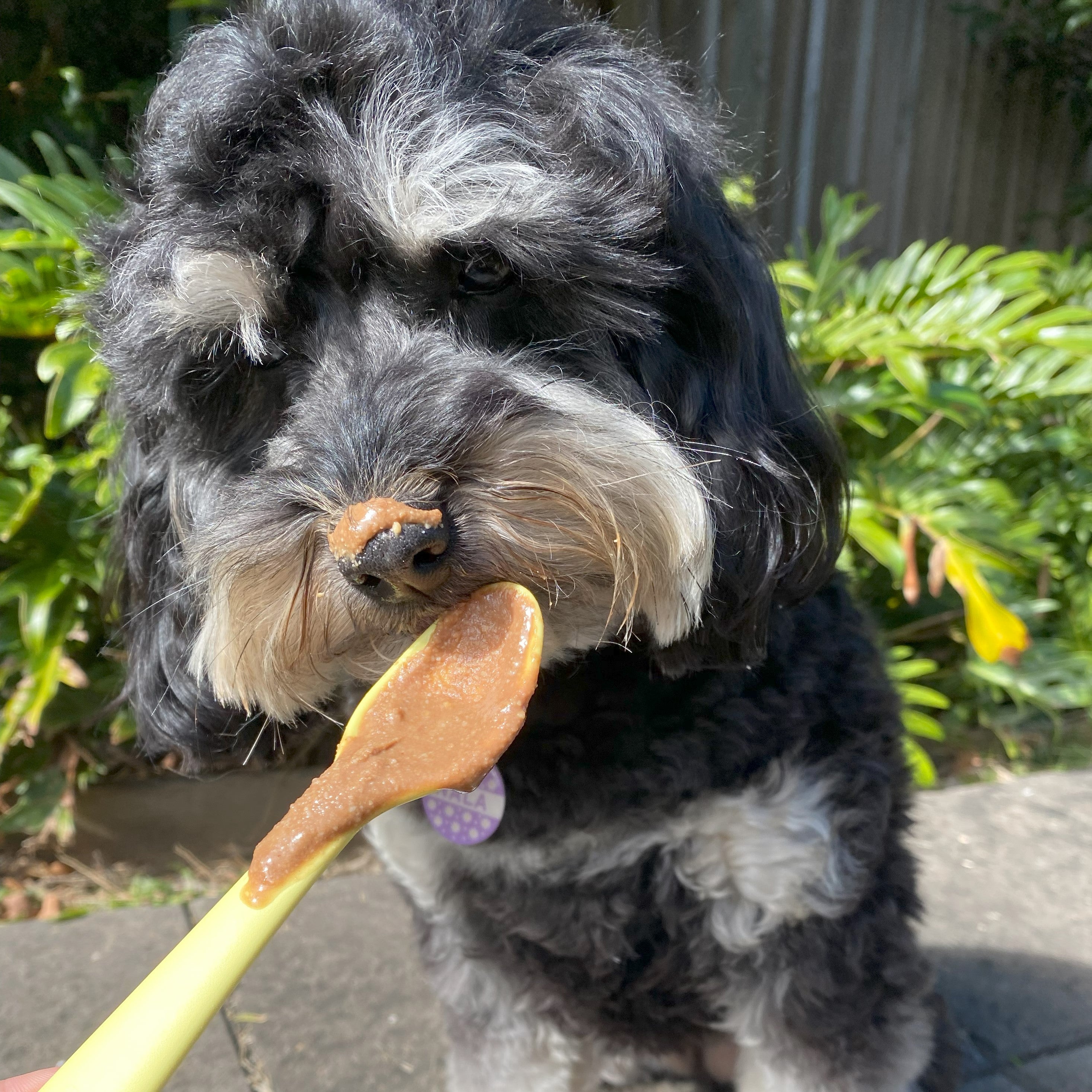 Dog licking probiotic peanut butter treat supporting digestion and gut health