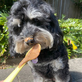 Dog licking probiotic peanut butter treat supporting digestion and gut health