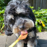 Dog licking smooth peanut butter for dogs from a spoon outdoors