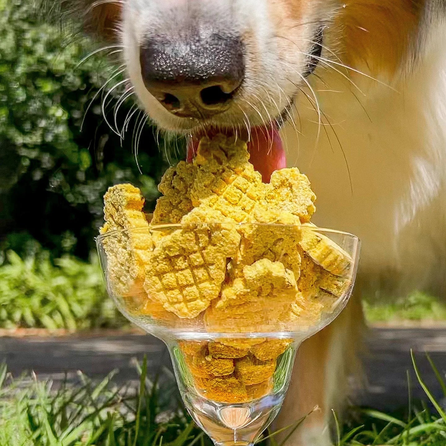 Dog licking yellow baked cookies, refreshing summer treats for dogs.