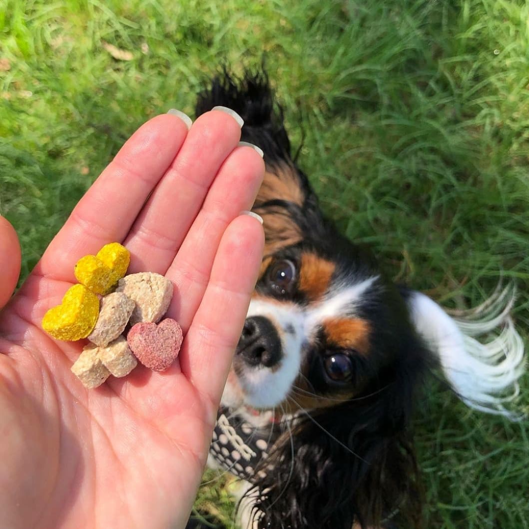 Dog looking at hand holding colorful peanut butter and banana cookies.
