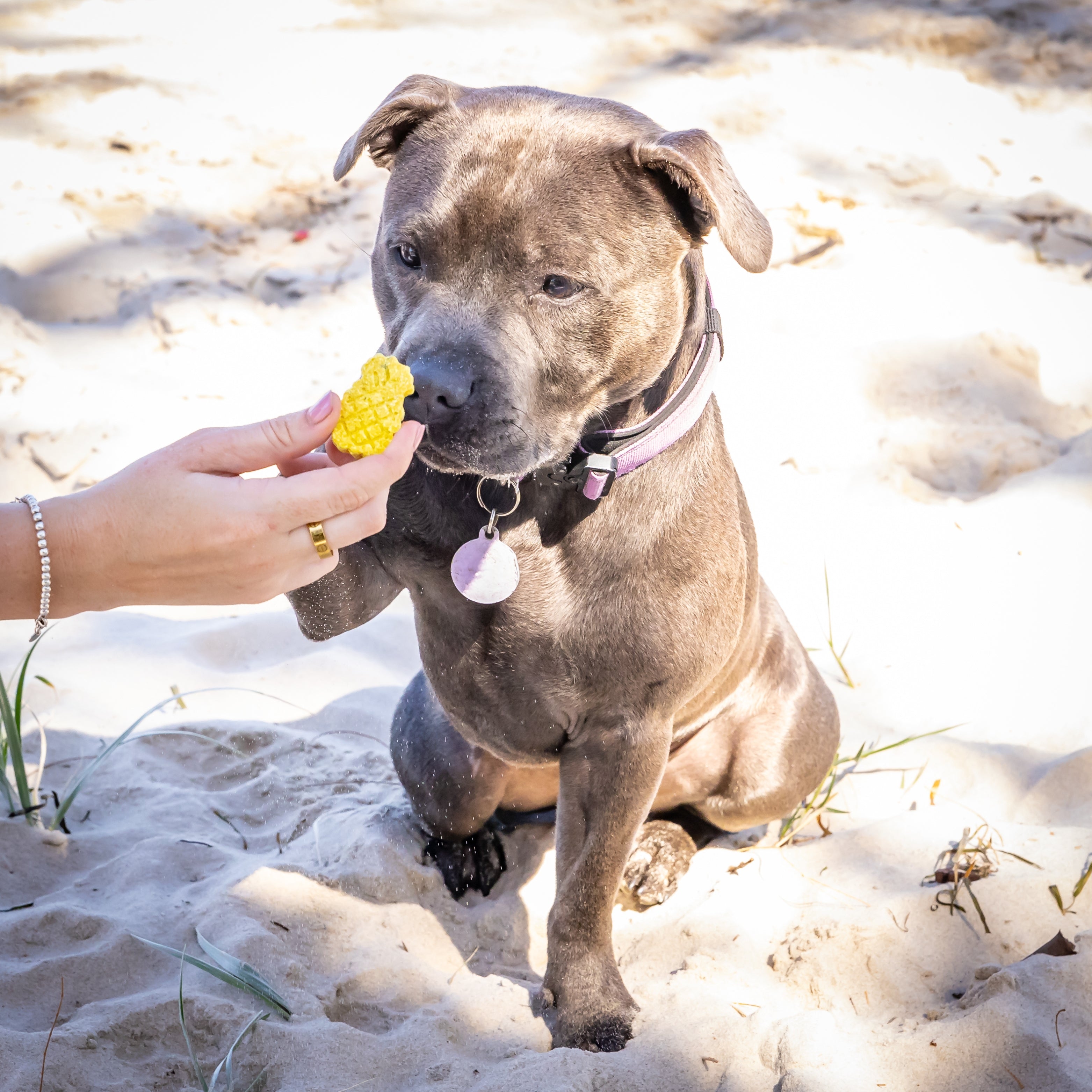 Dog on beach sniffing yellow cookie, cooling summer treats for dogs.