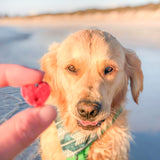 Dog on the beach waiting for healthy beetroot dog treats.
