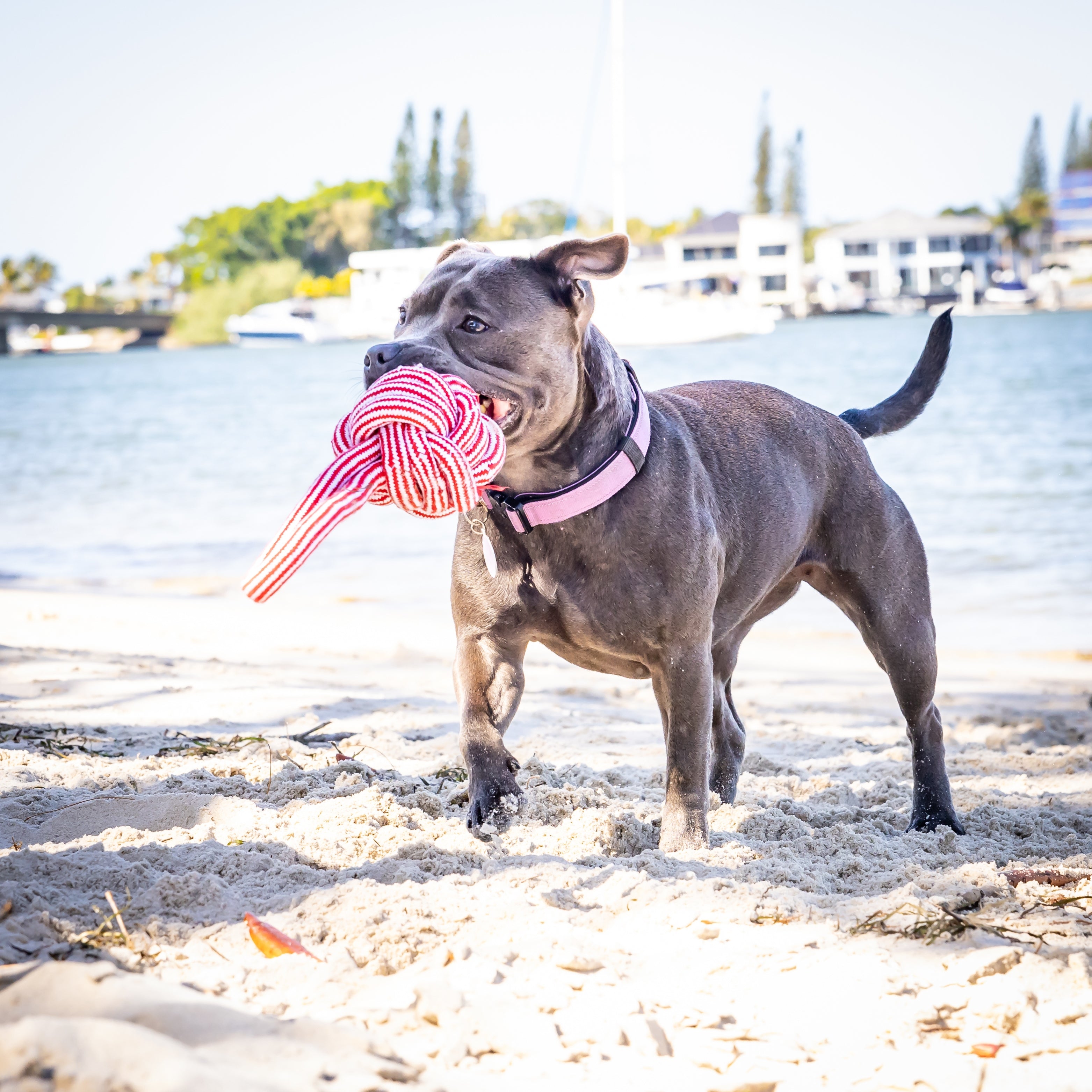 Dog playing on the beach with Grip & Tug Fist durable dog rope toy, strong toy ropes for dogs.