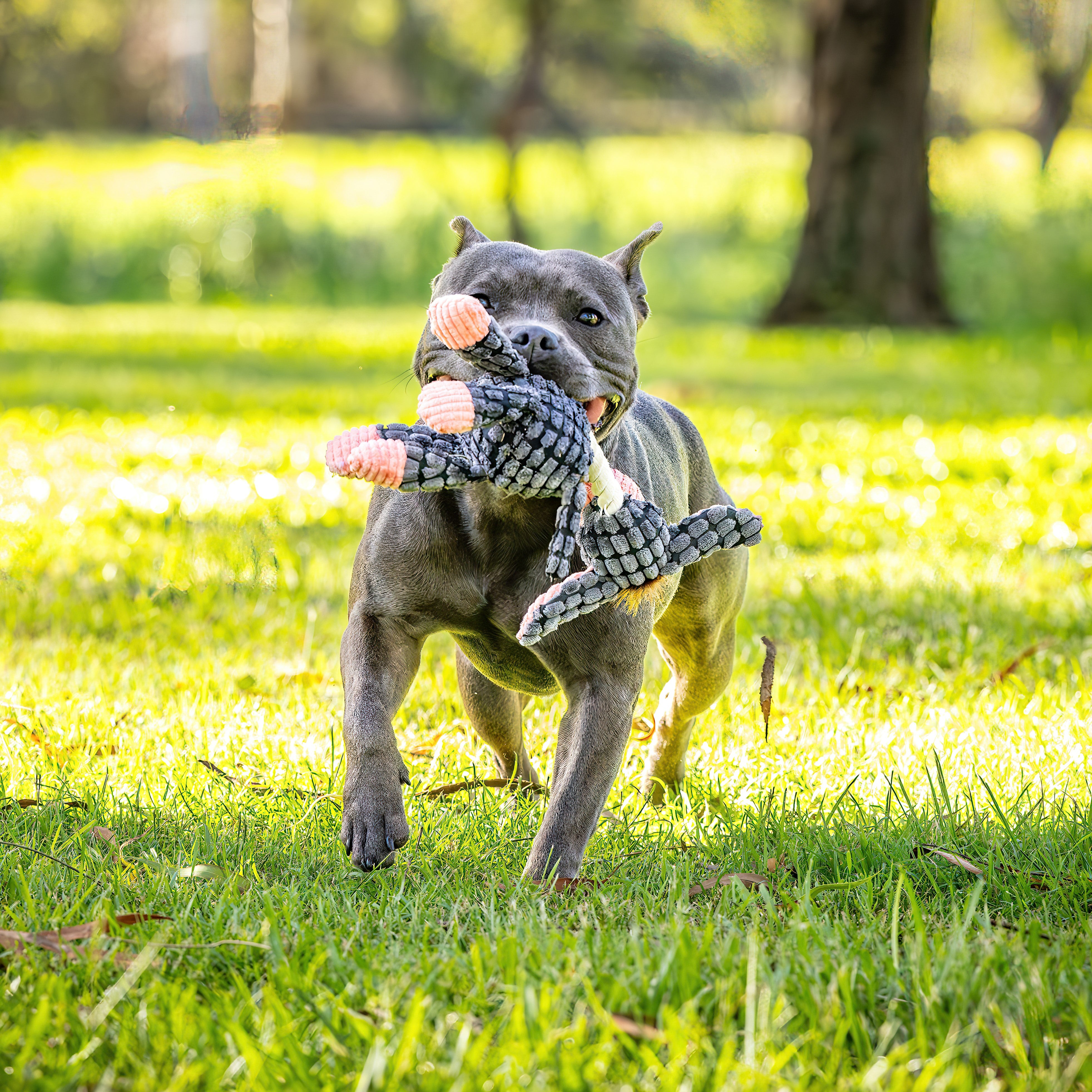 Dog playing outdoors with Cosy Corduroy Animal Rope Neck Plush Dog Toy, fun durable pet toy.
