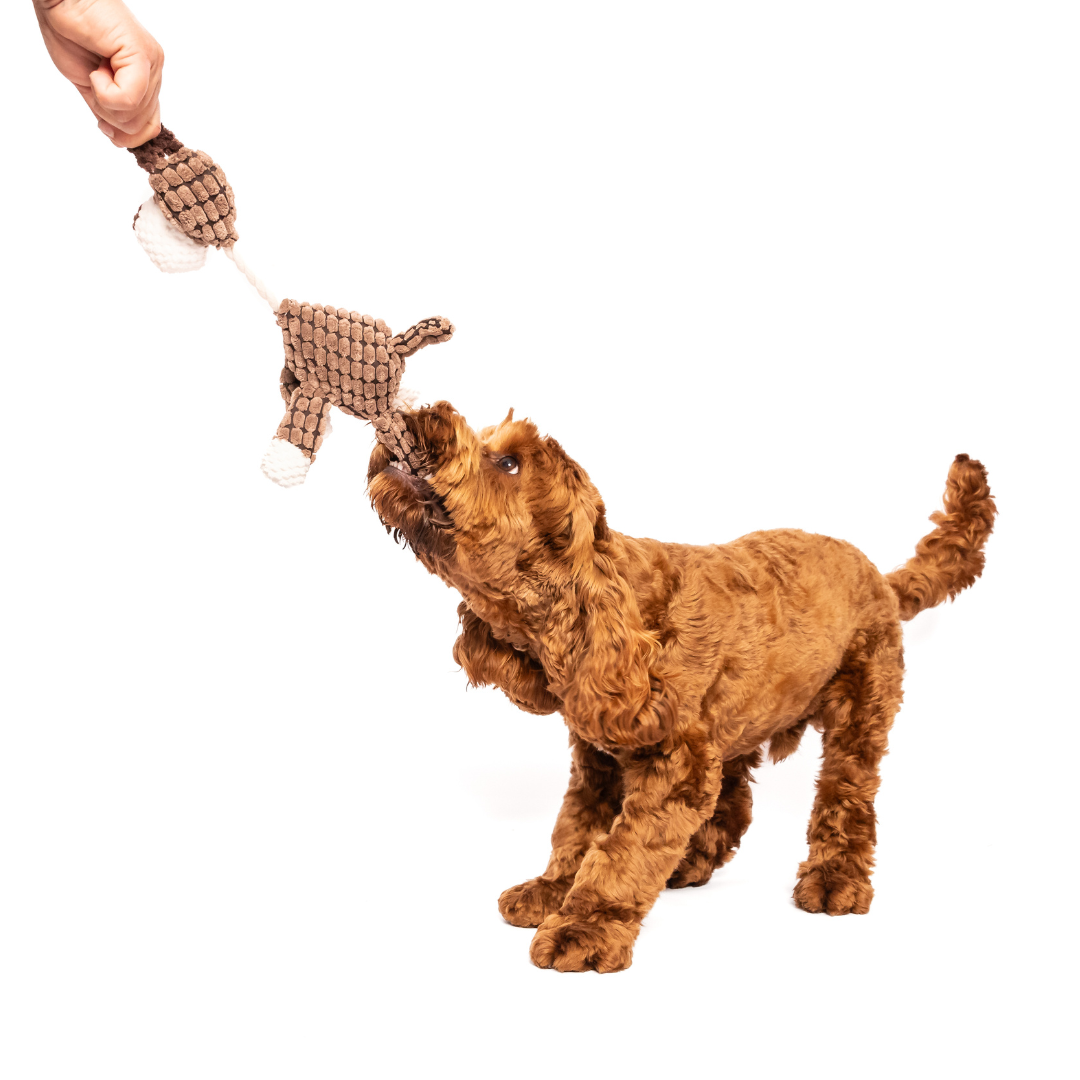 Dog playing tug of war with Cosy Corduroy Animal Rope Neck Plush Dog Toy, strong durable toy.