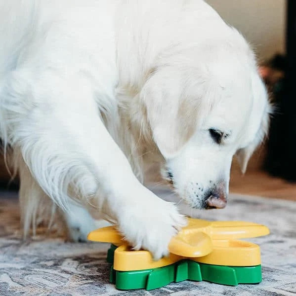 Dog playing with ZippyPaws SmartyPaws Sunflower puzzle toy for interactive fun.