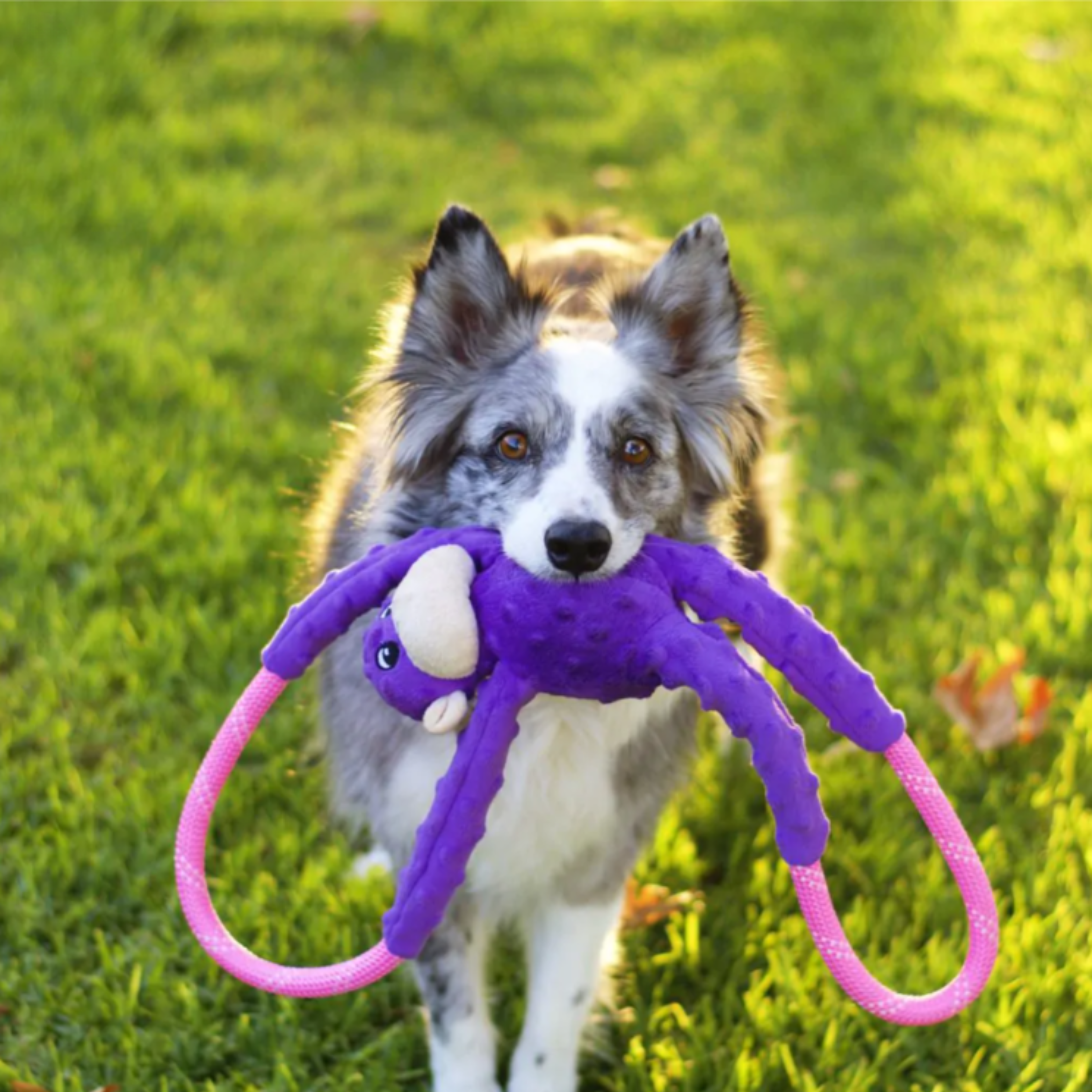 Dog playing with Zippy Paws RopeTugz Purple Monkey plush toy, fun tough plush dog toys.