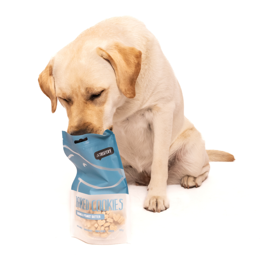 Dog sniffing Banana & Peanut Butter Baked Cookie Dog Treats bag.