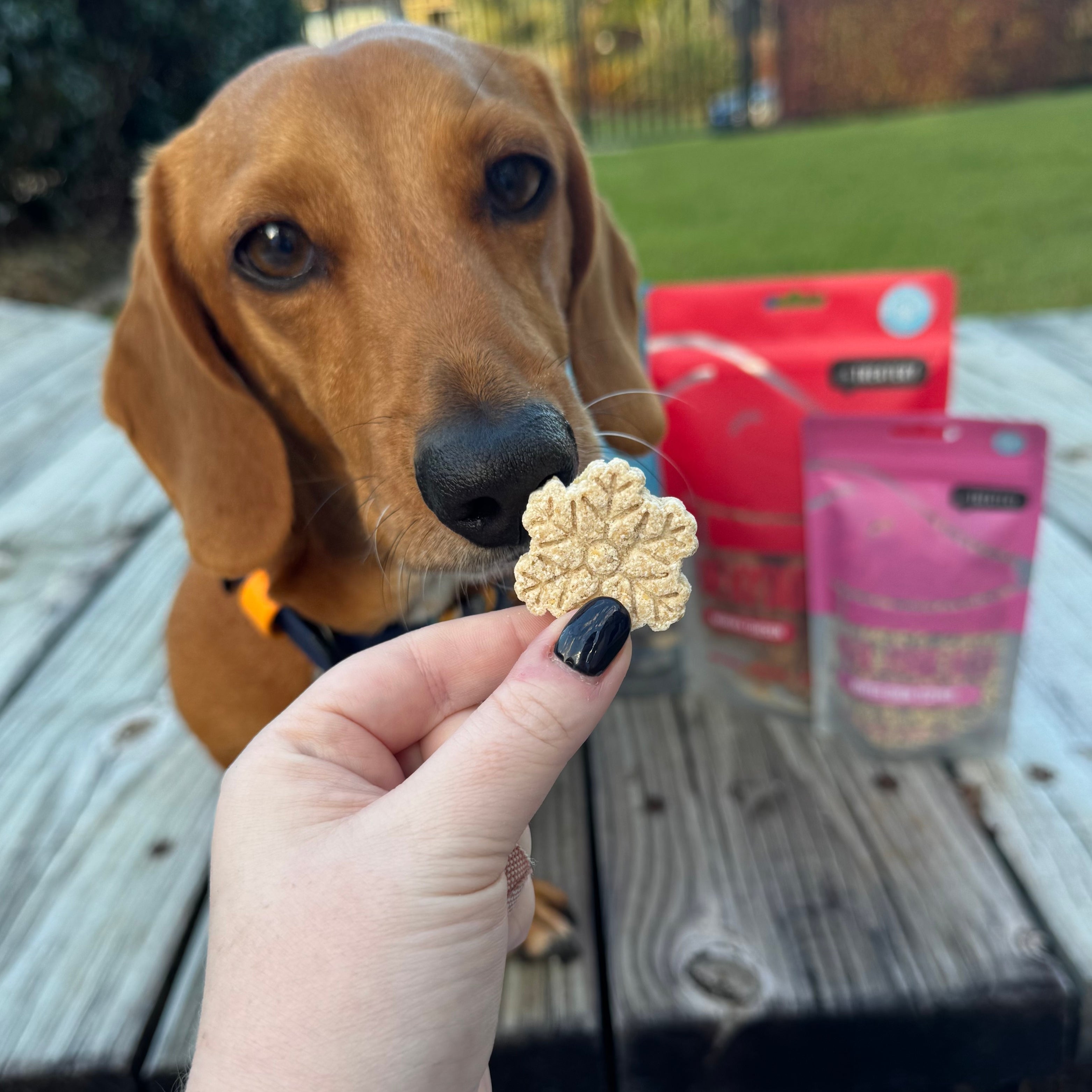 Dog sniffing Blueberry Frostbite Baked Cookie shaped treat with The Treatery snack packs behind.