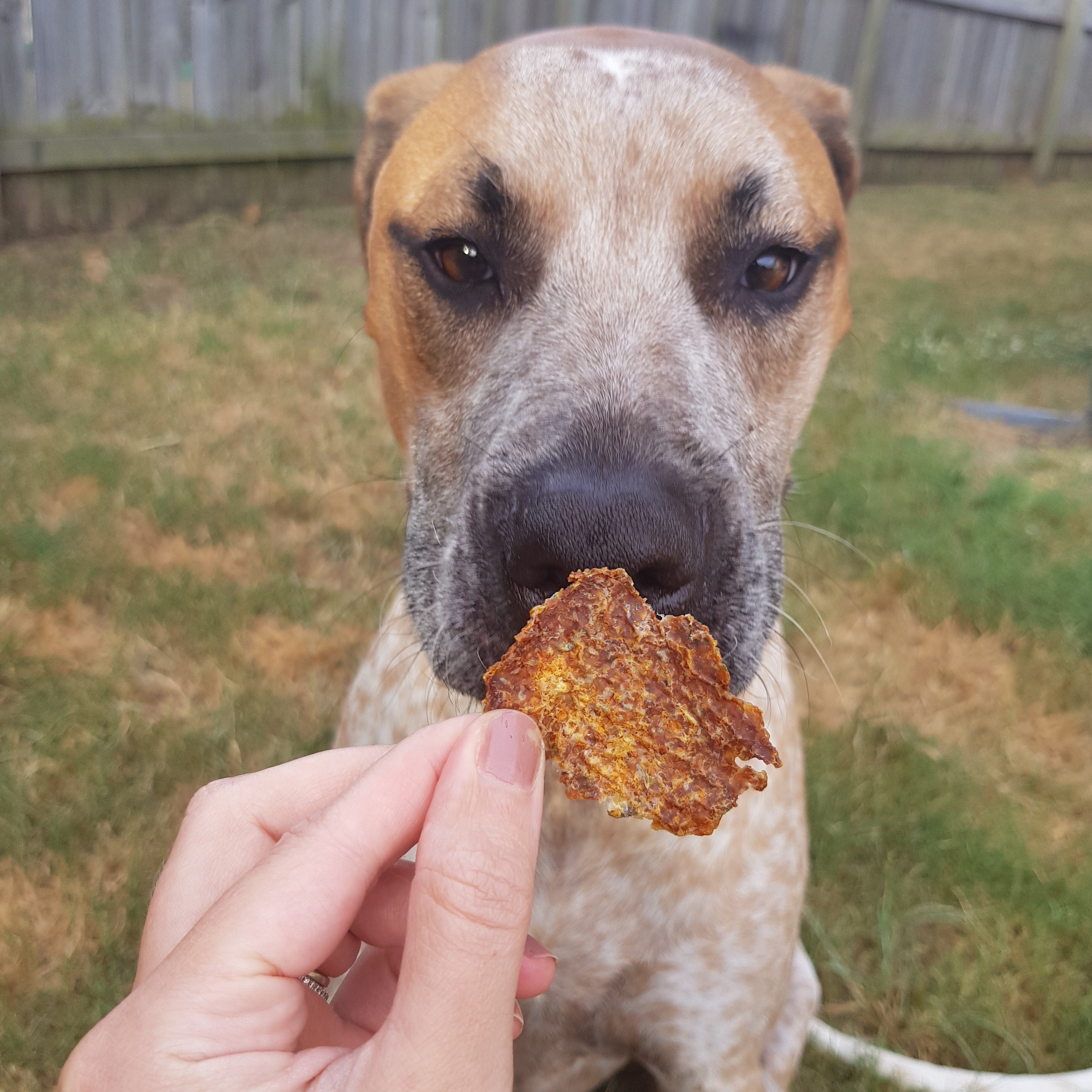Dog sniffing Chicken, Pumpkin & Parsley Dog Treat Thins, healthy pumpkin dog treats.