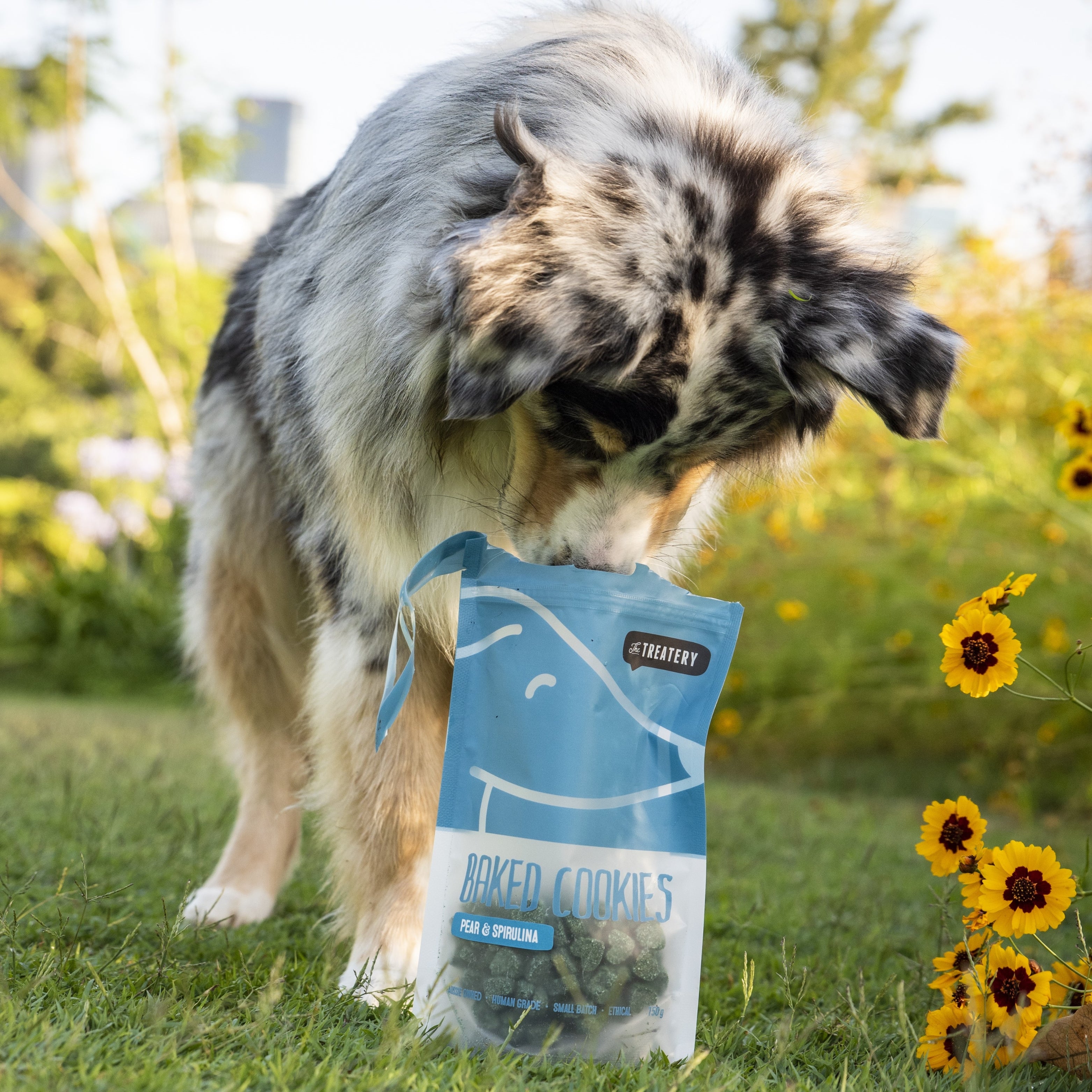 Dog sniffing Pear & Spirulina baked dog cookies bag on grass.