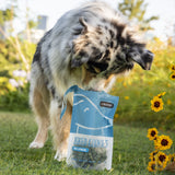Dog sniffing Pear & Spirulina baked dog cookies bag on grass.