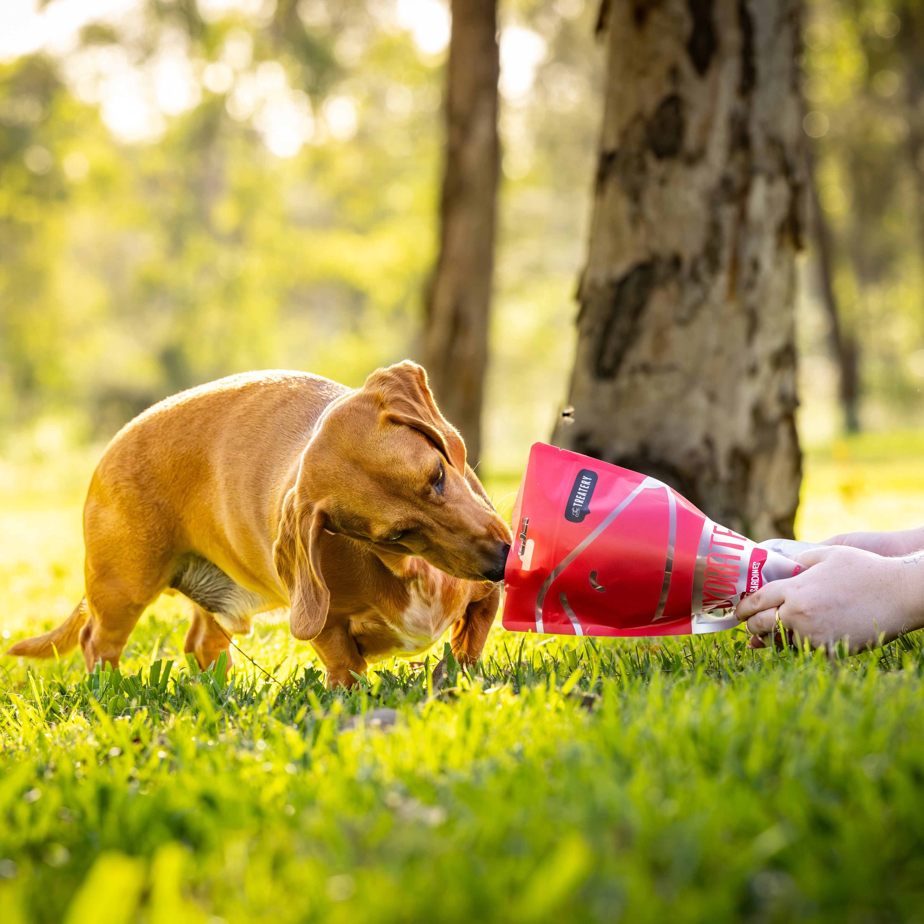 Dog sniffing The Treatery Butterflied Sardines dehydrated dog treat pack outdoors.