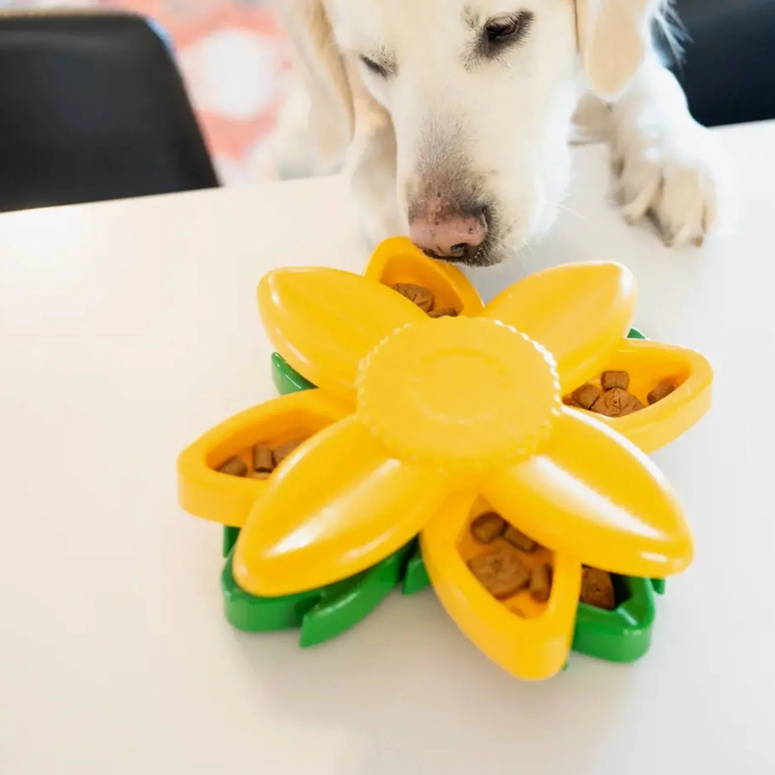 Dog sniffing ZippyPaws Sunflower Puzzler interactive treat toy for mental enrichment.