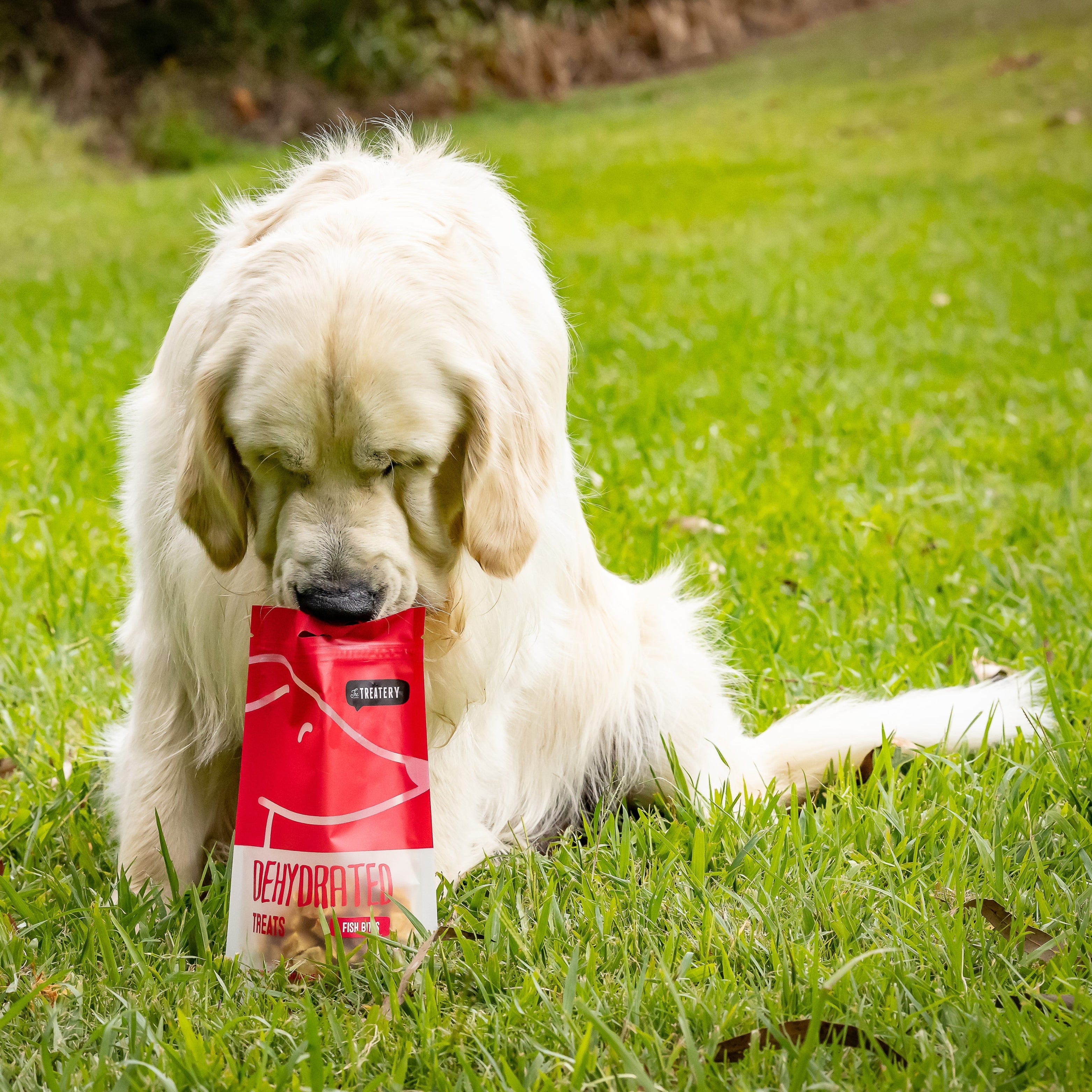 Dog sniffing bag of dehydrated fish treats for dogs on green grass.