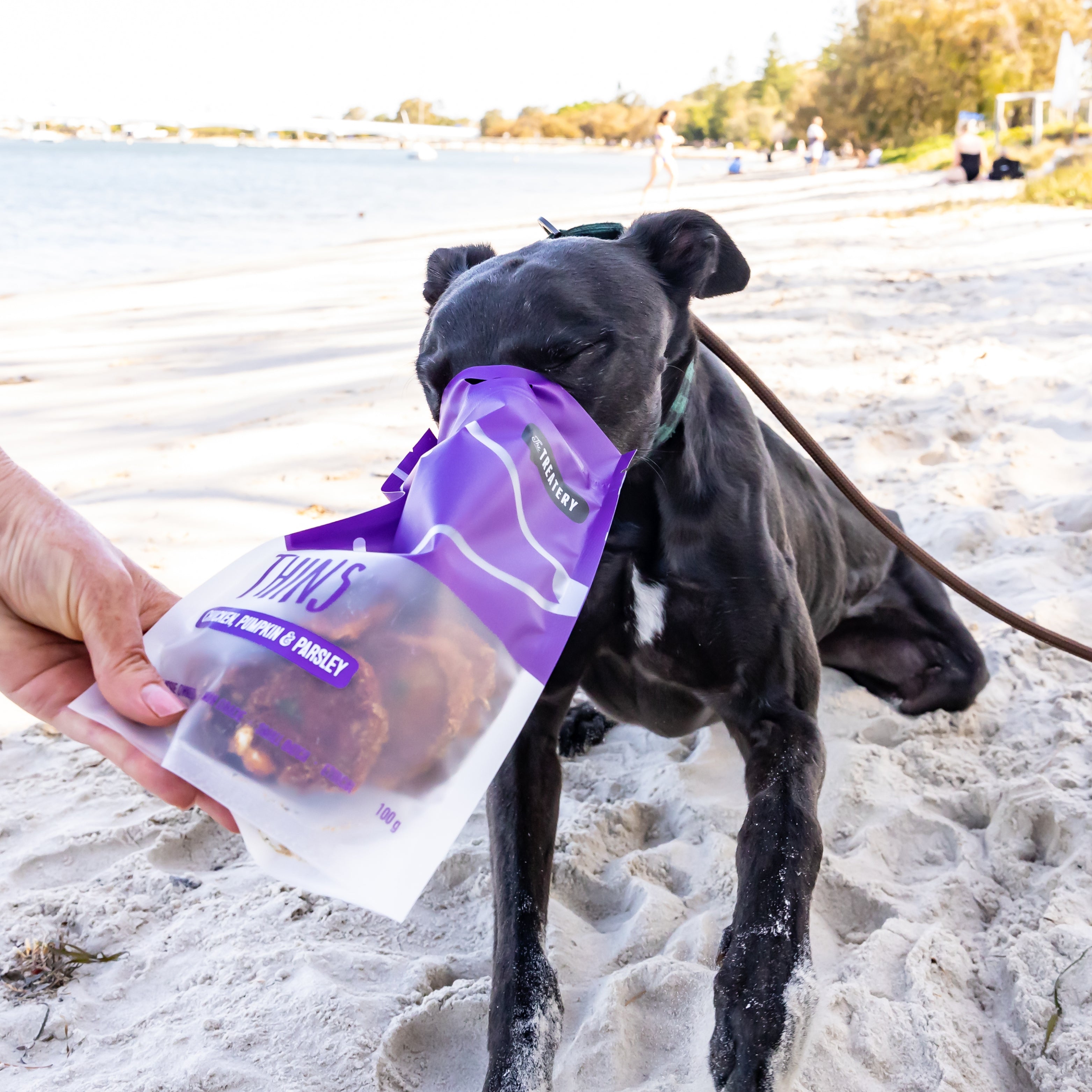 Dog sniffing parsley dog treats on the beach from The Treatery bag.